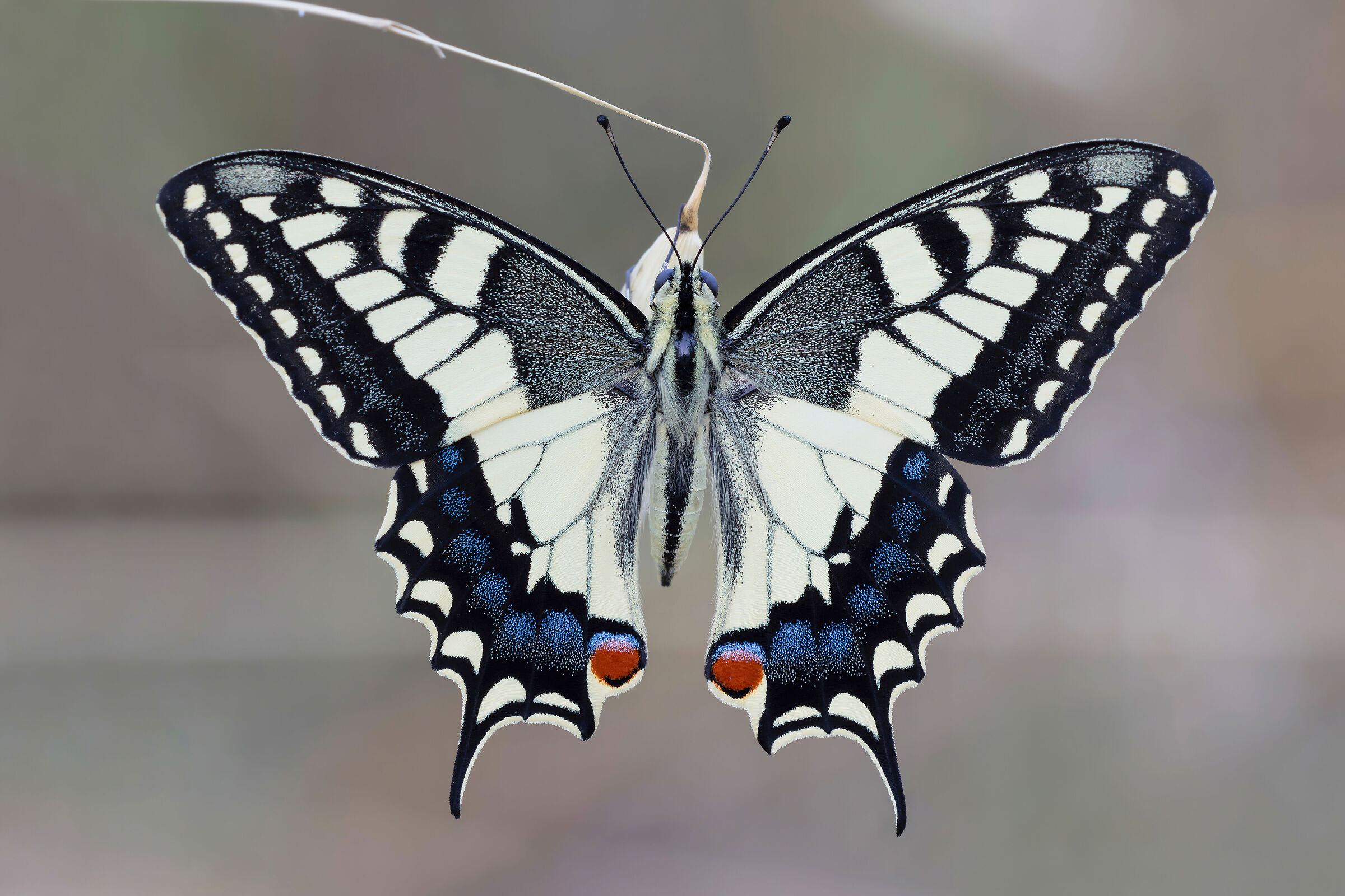 Papilio machaon