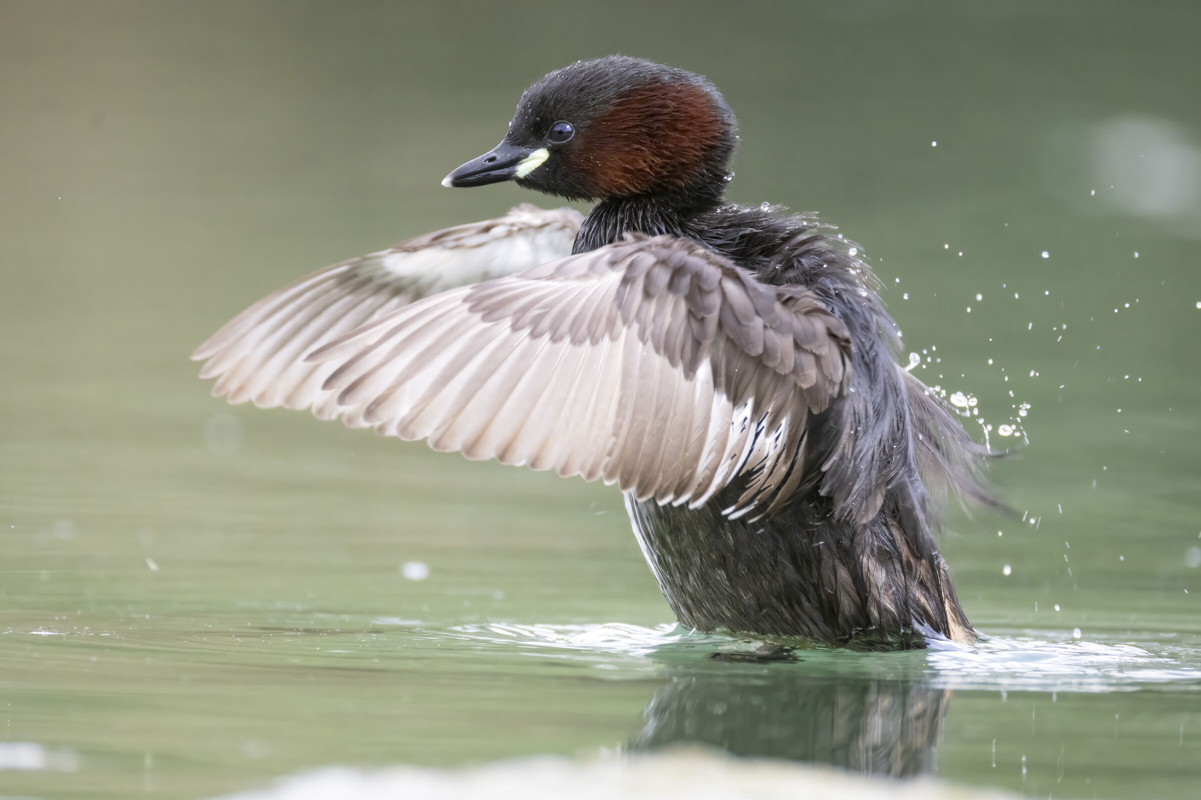 Dabchick