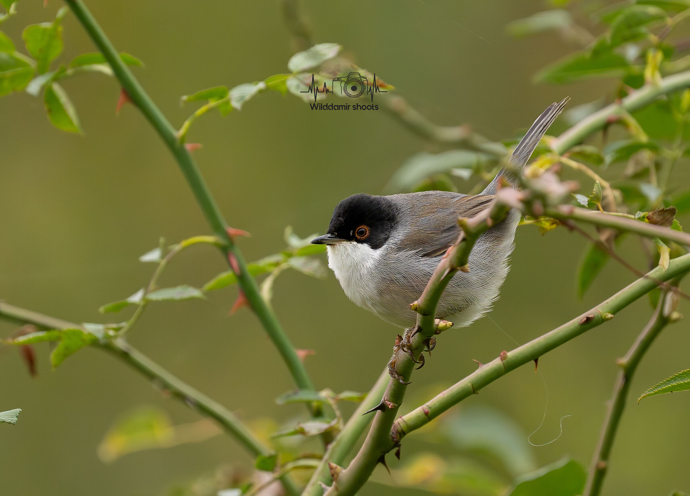 Sardinian warbler
