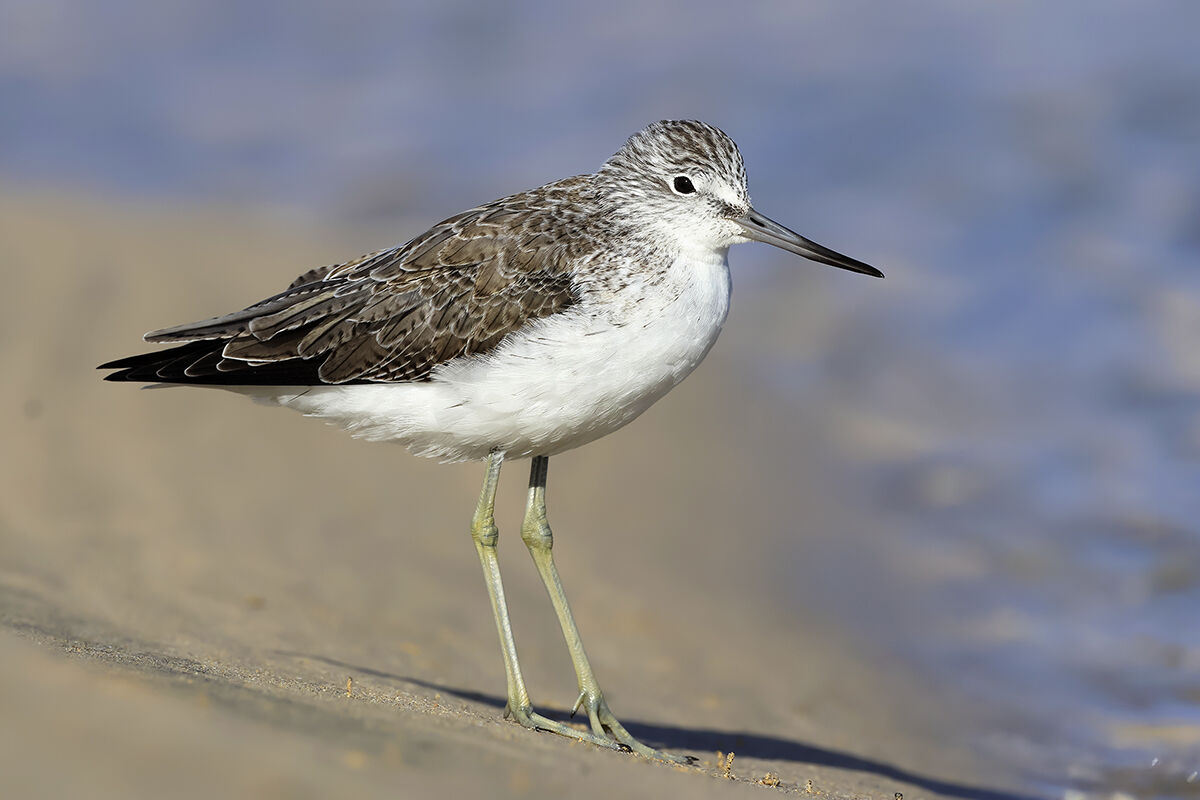 Greenshank