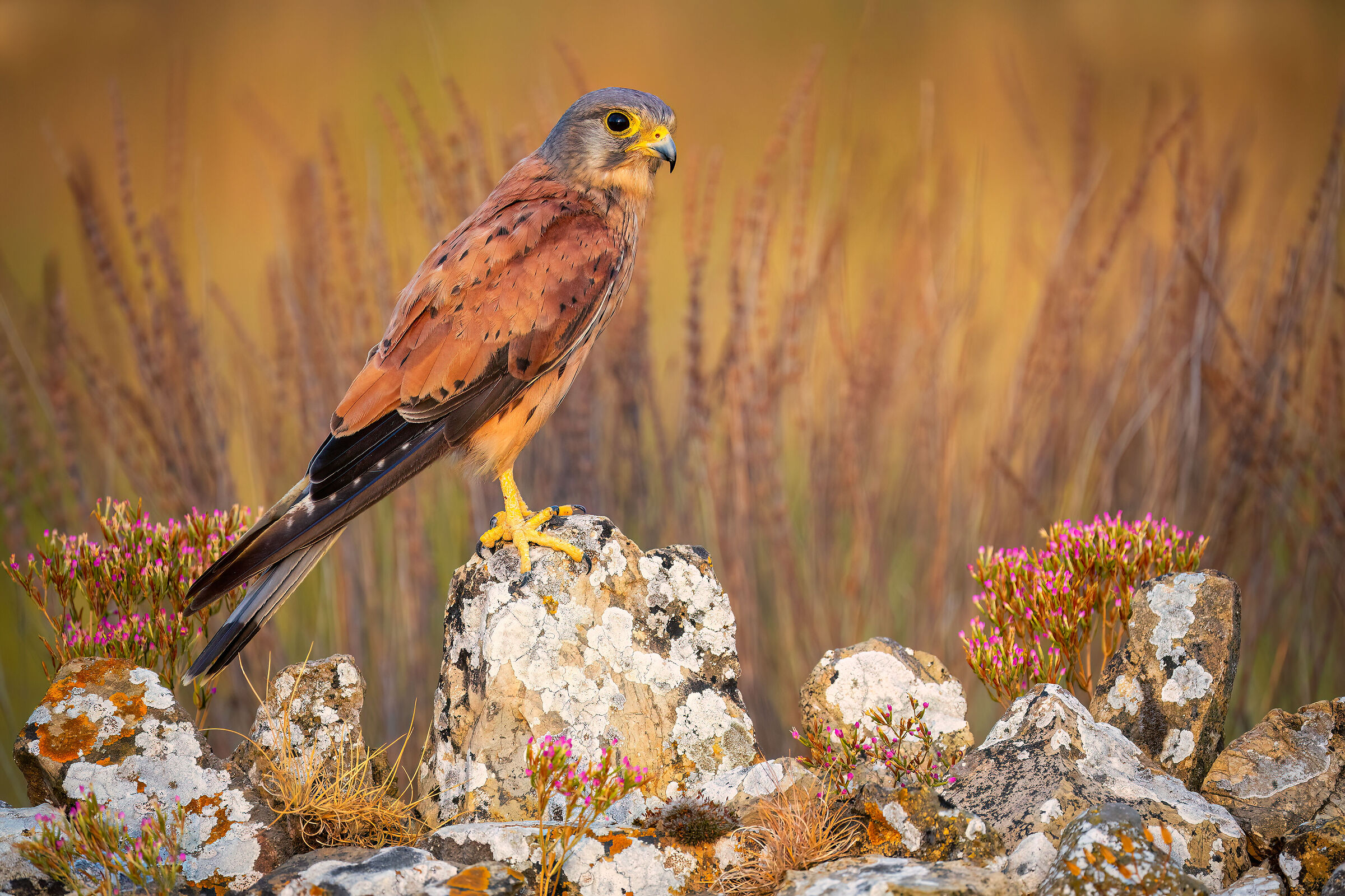 kestrel