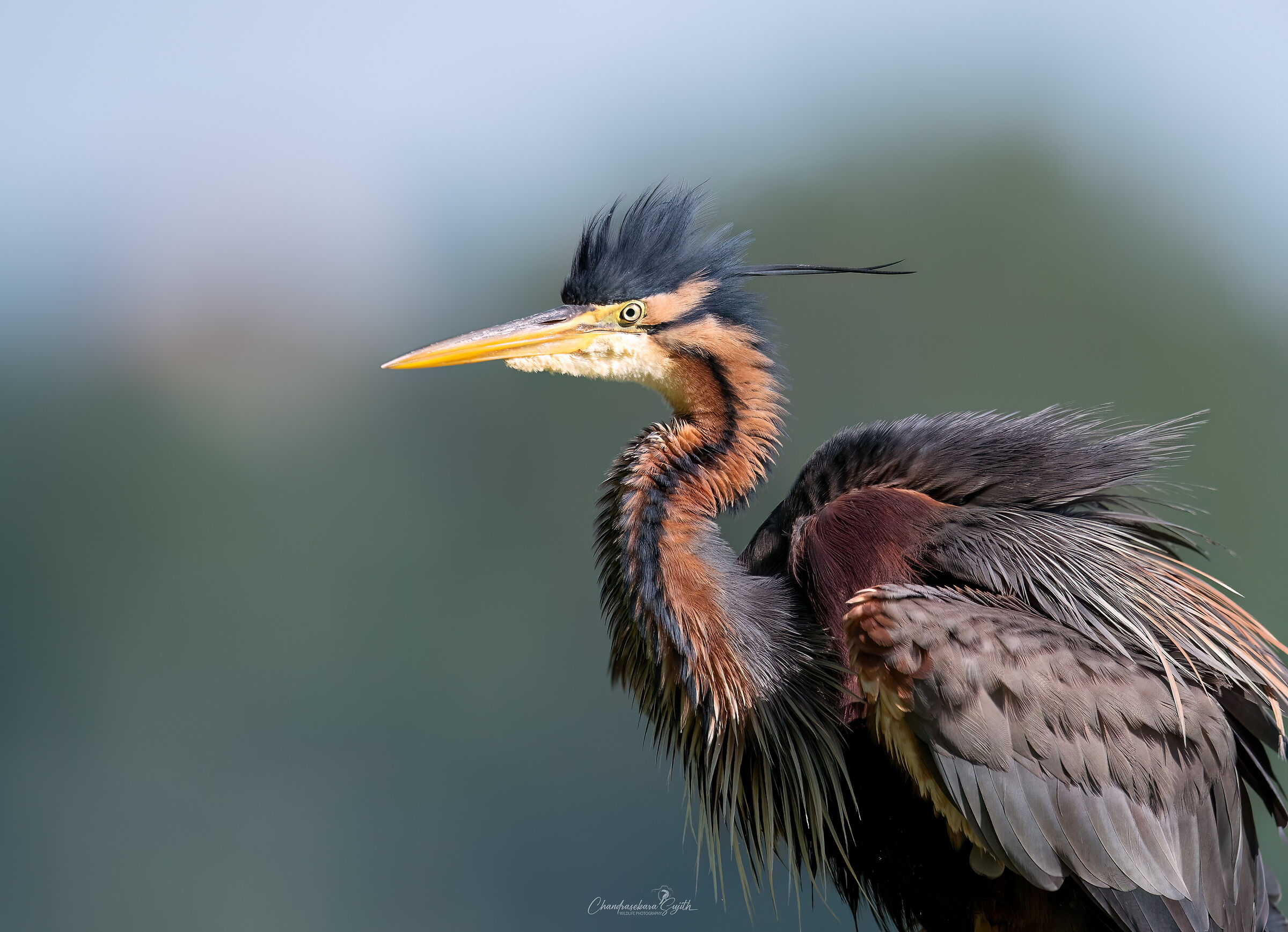 purple heron