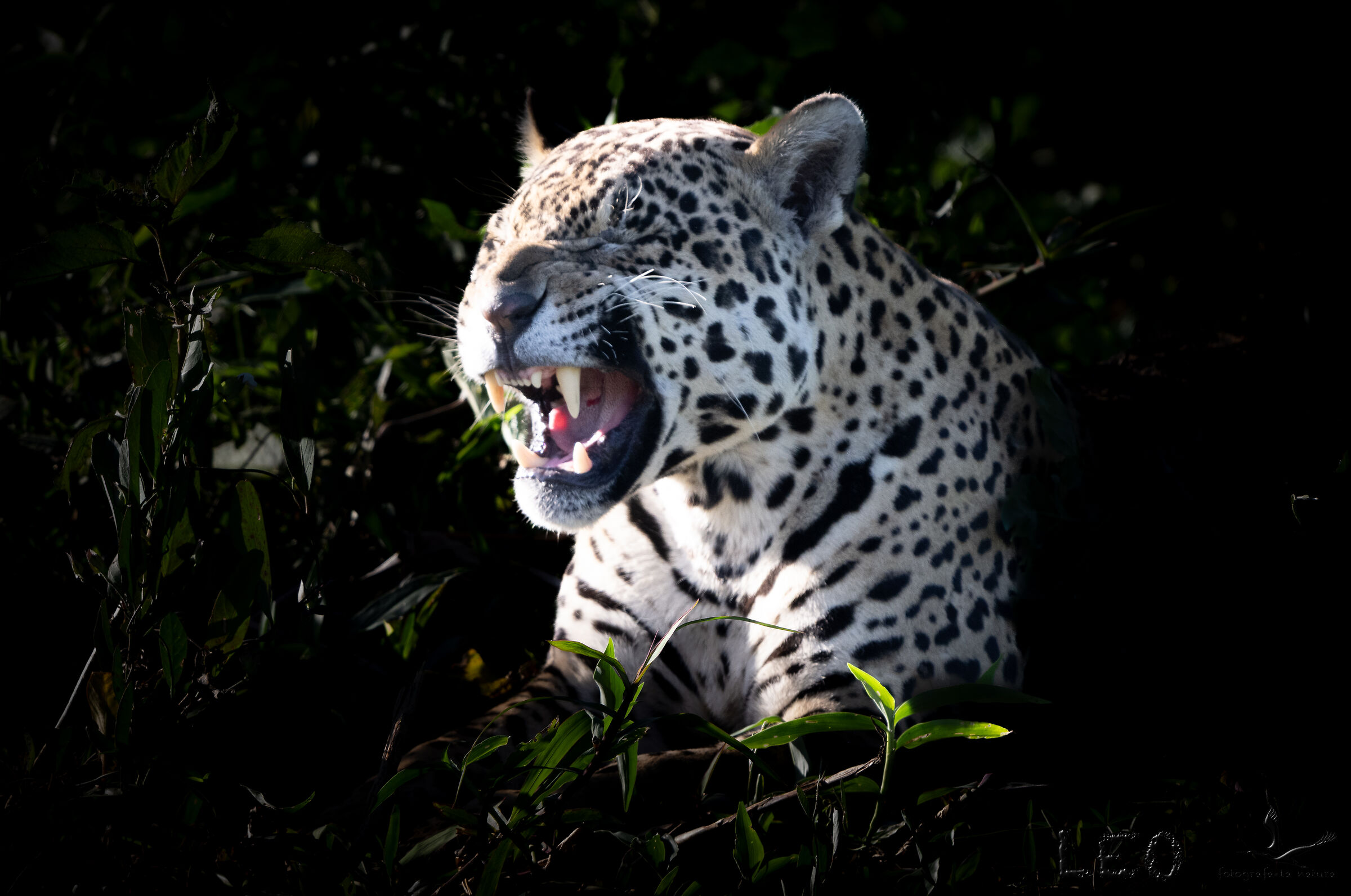 Jaguar