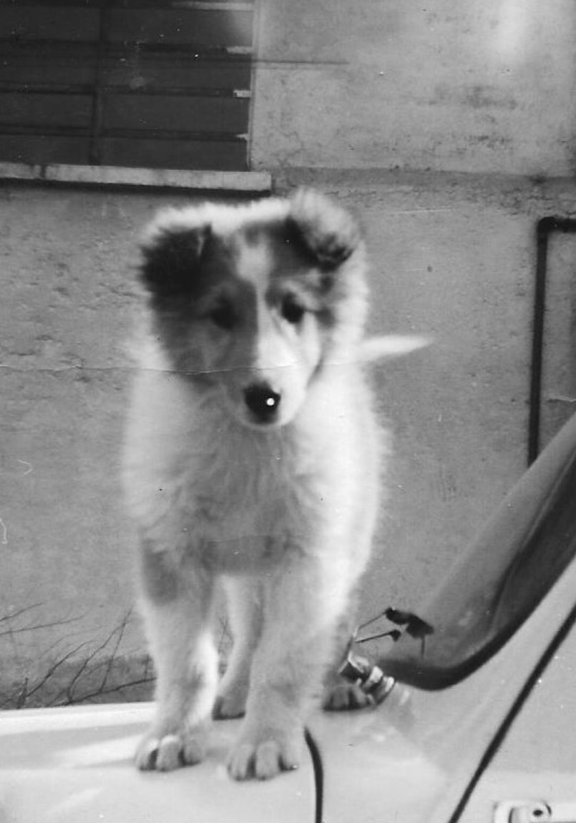 My puppy Miss