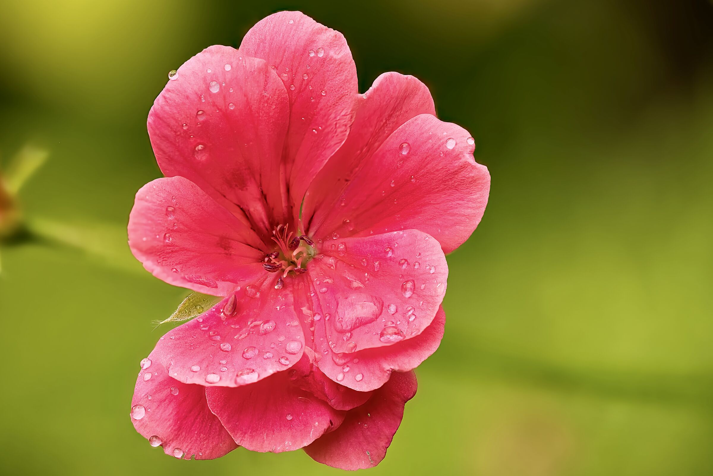 Wet geranium