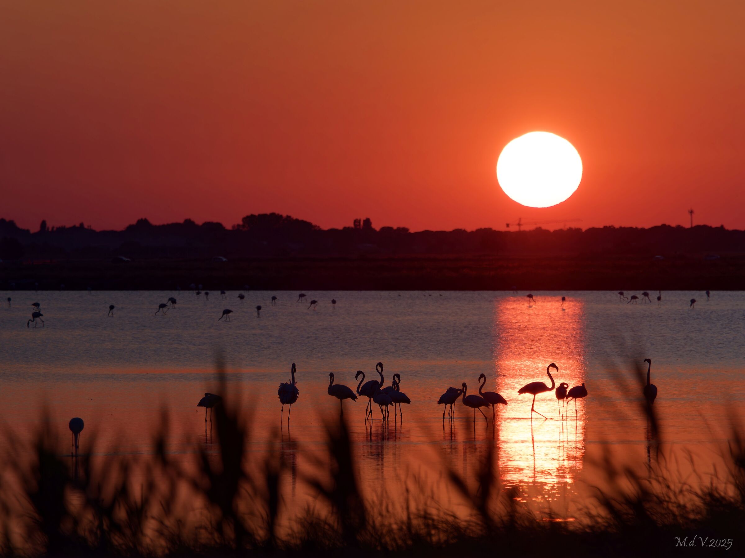 Tramonto con Fenicotteri in Salina