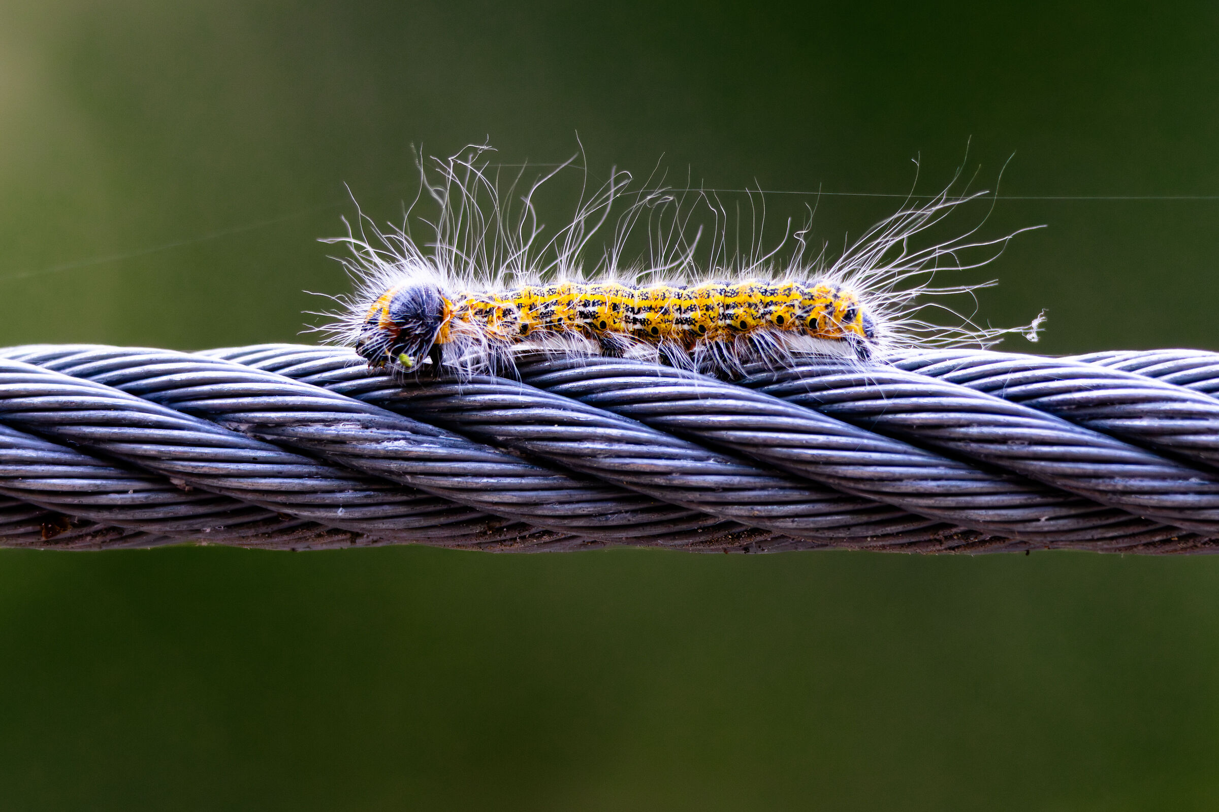 Della seta mi fido ma una fune d'acciaio è meglio...