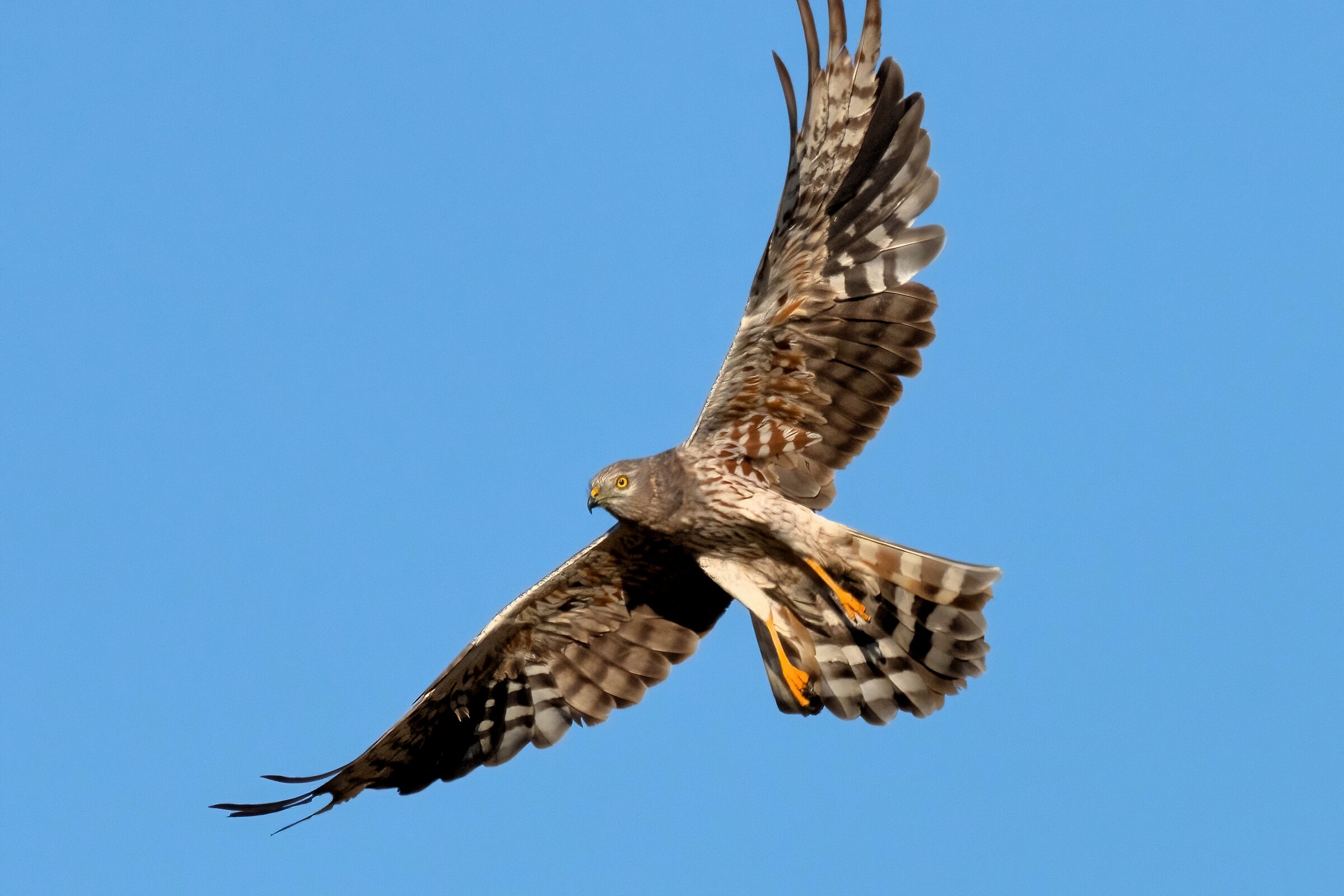 Montagu's Harrier (Circus pygargus) - immature male