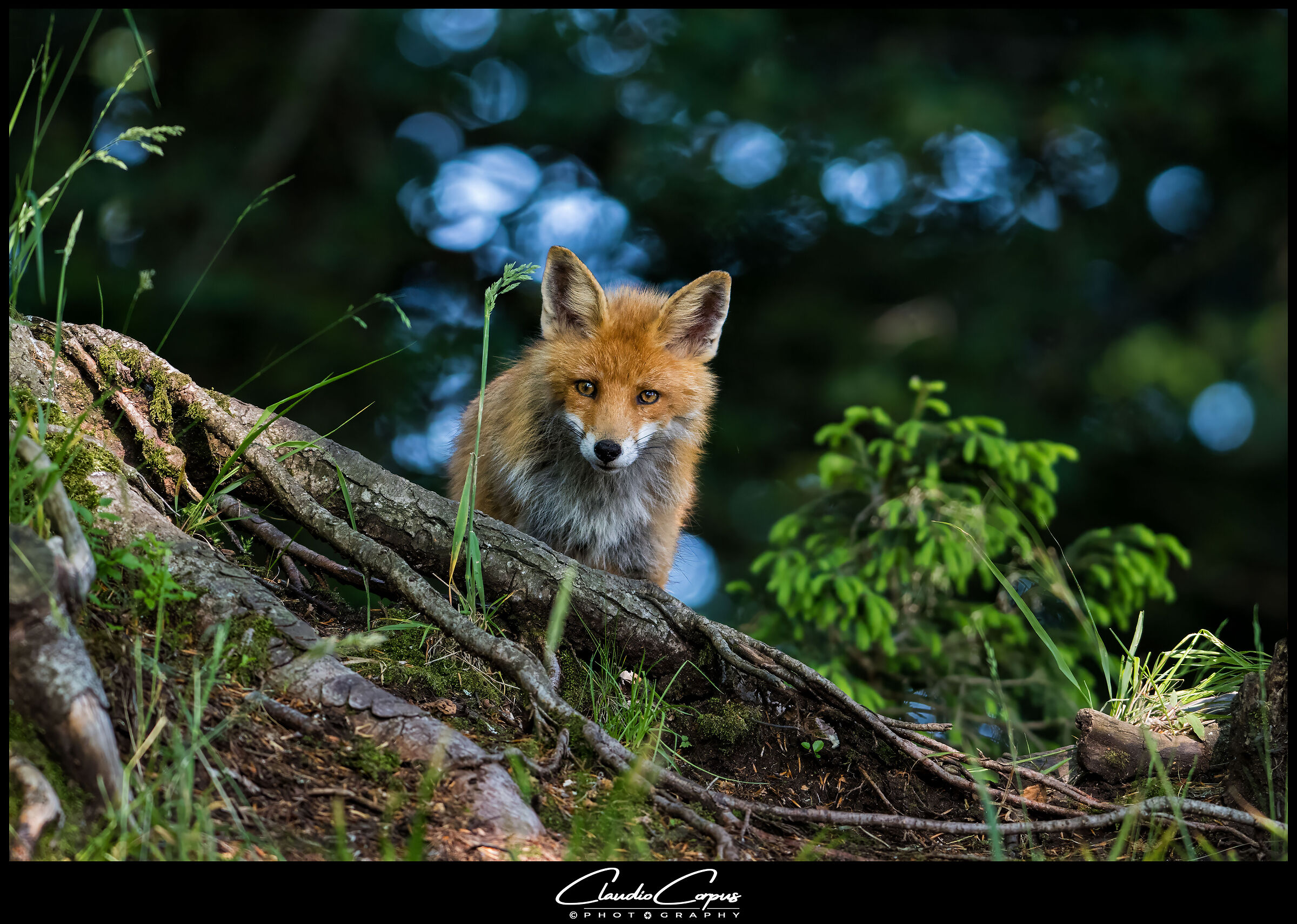 Red Fox