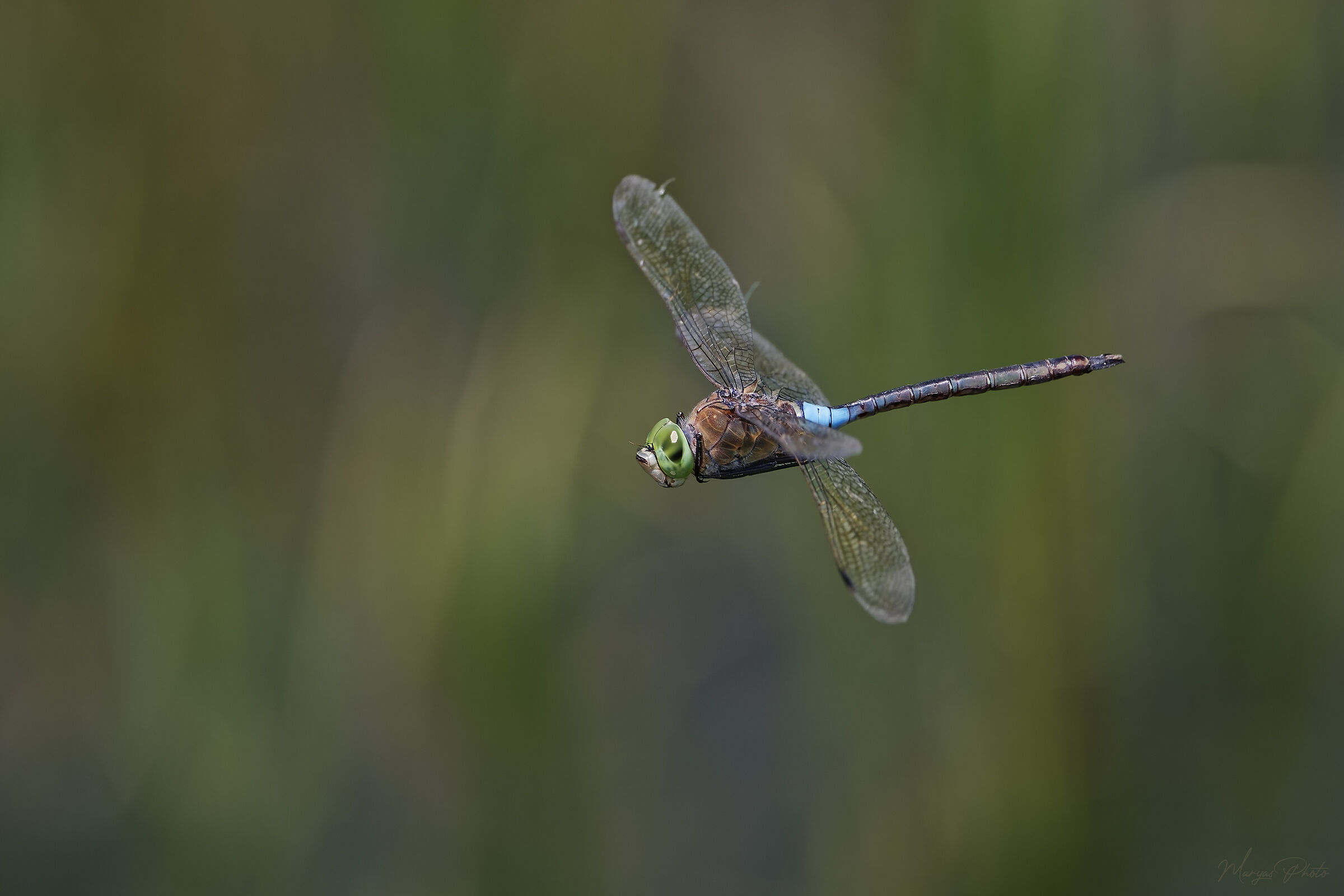 Anax Imperator female