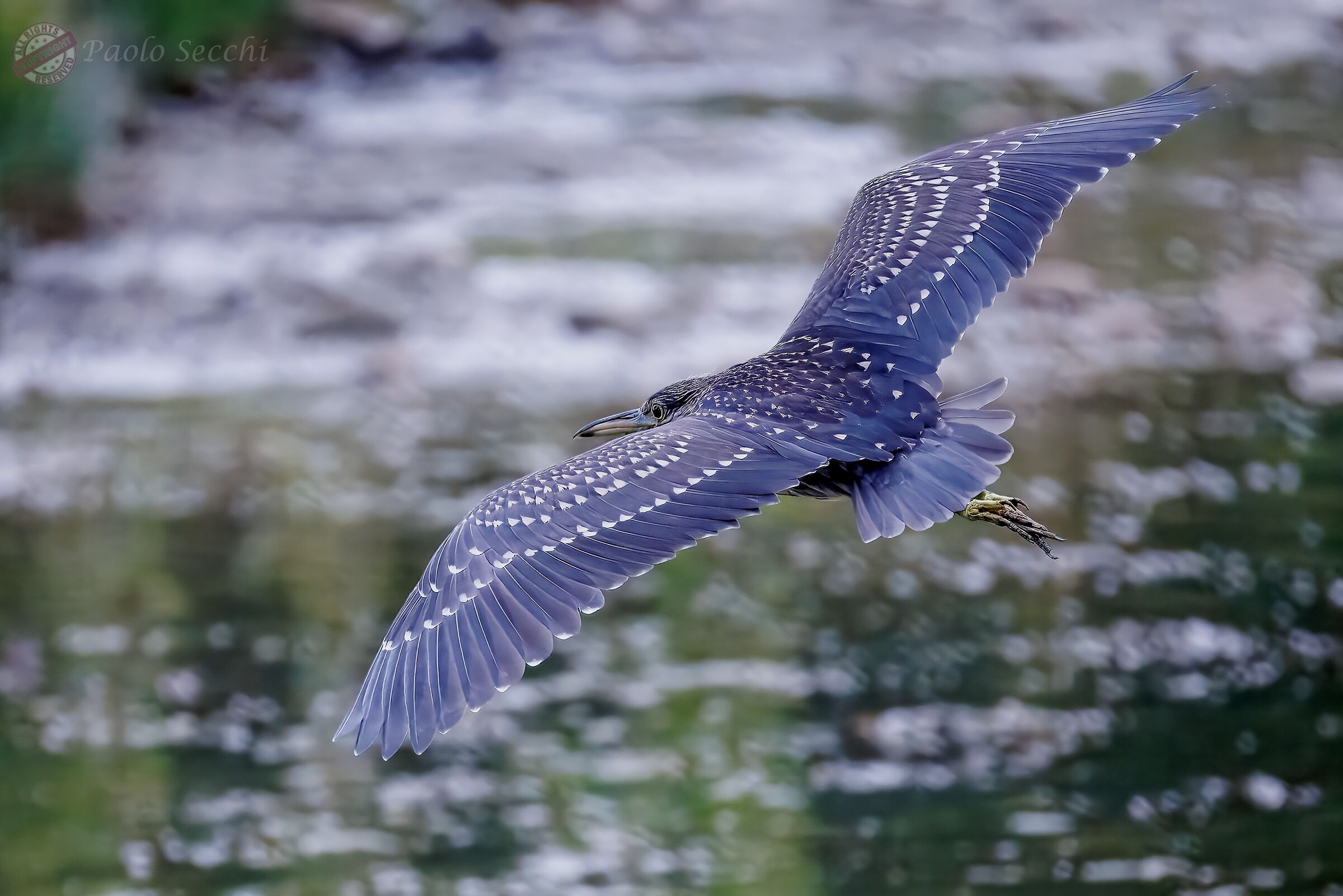 Morning flight