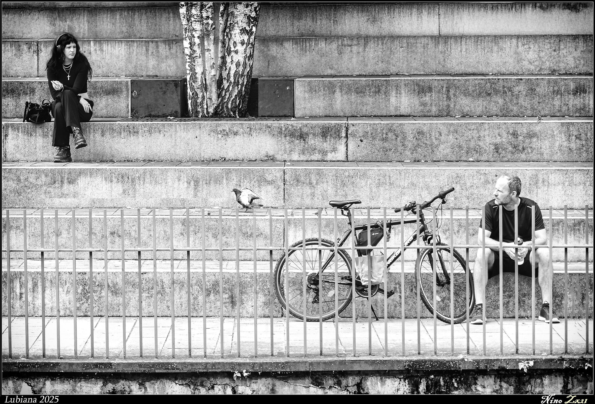 Piccione intrattenitore