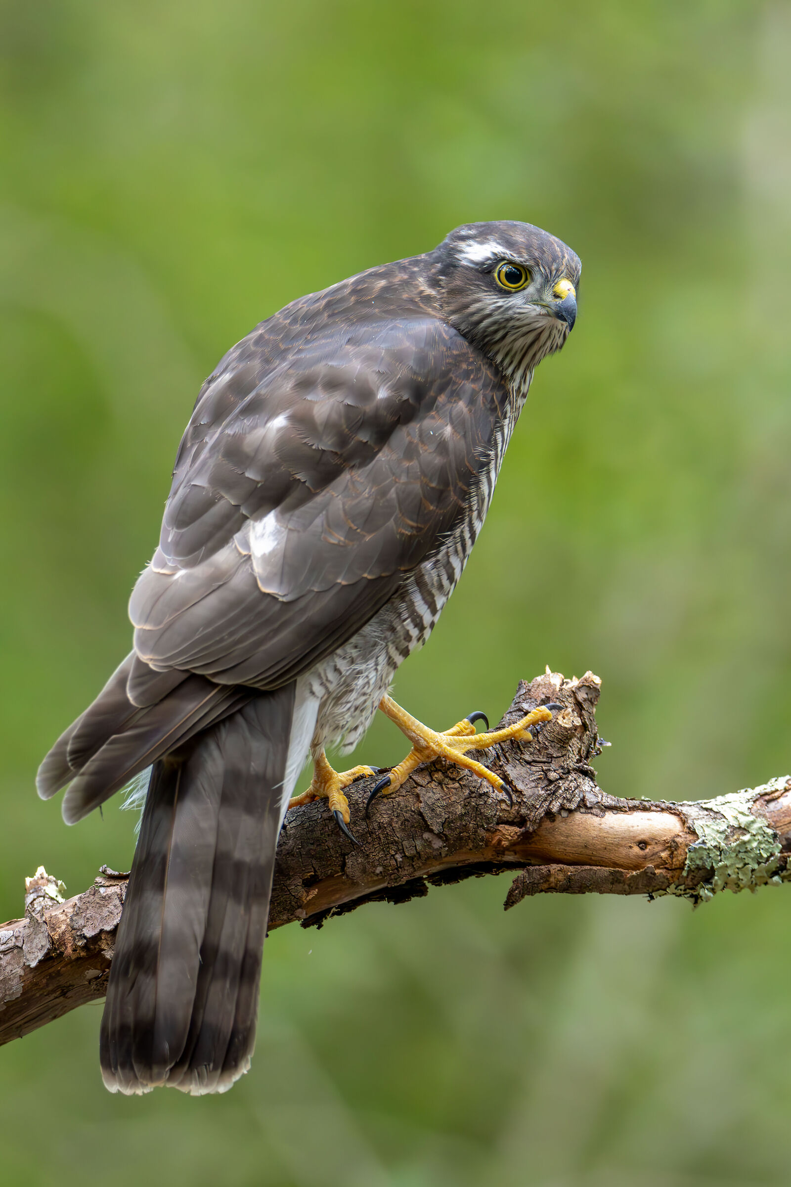 Young Sparrowhawk