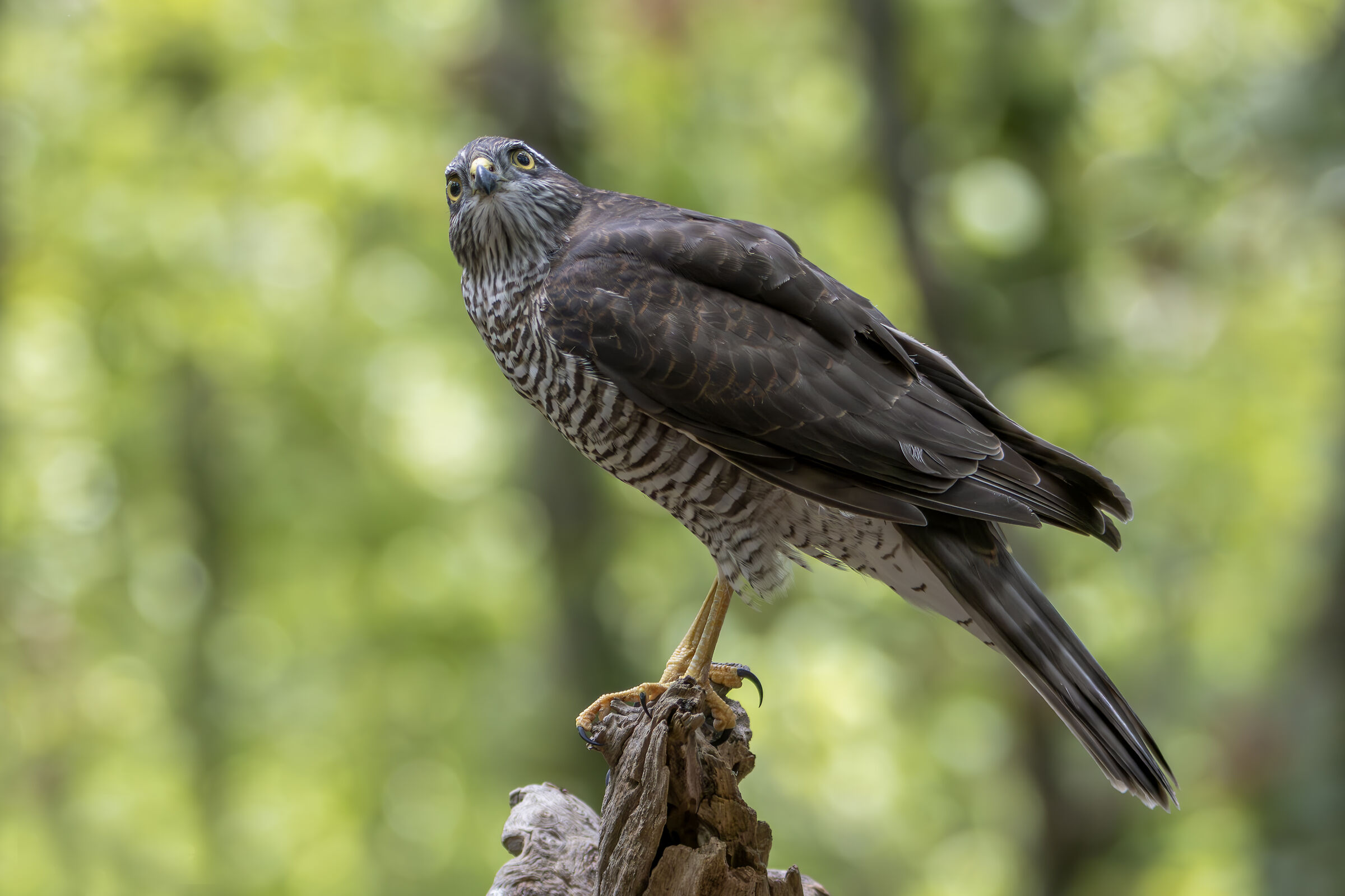 Young Sparrowhawk