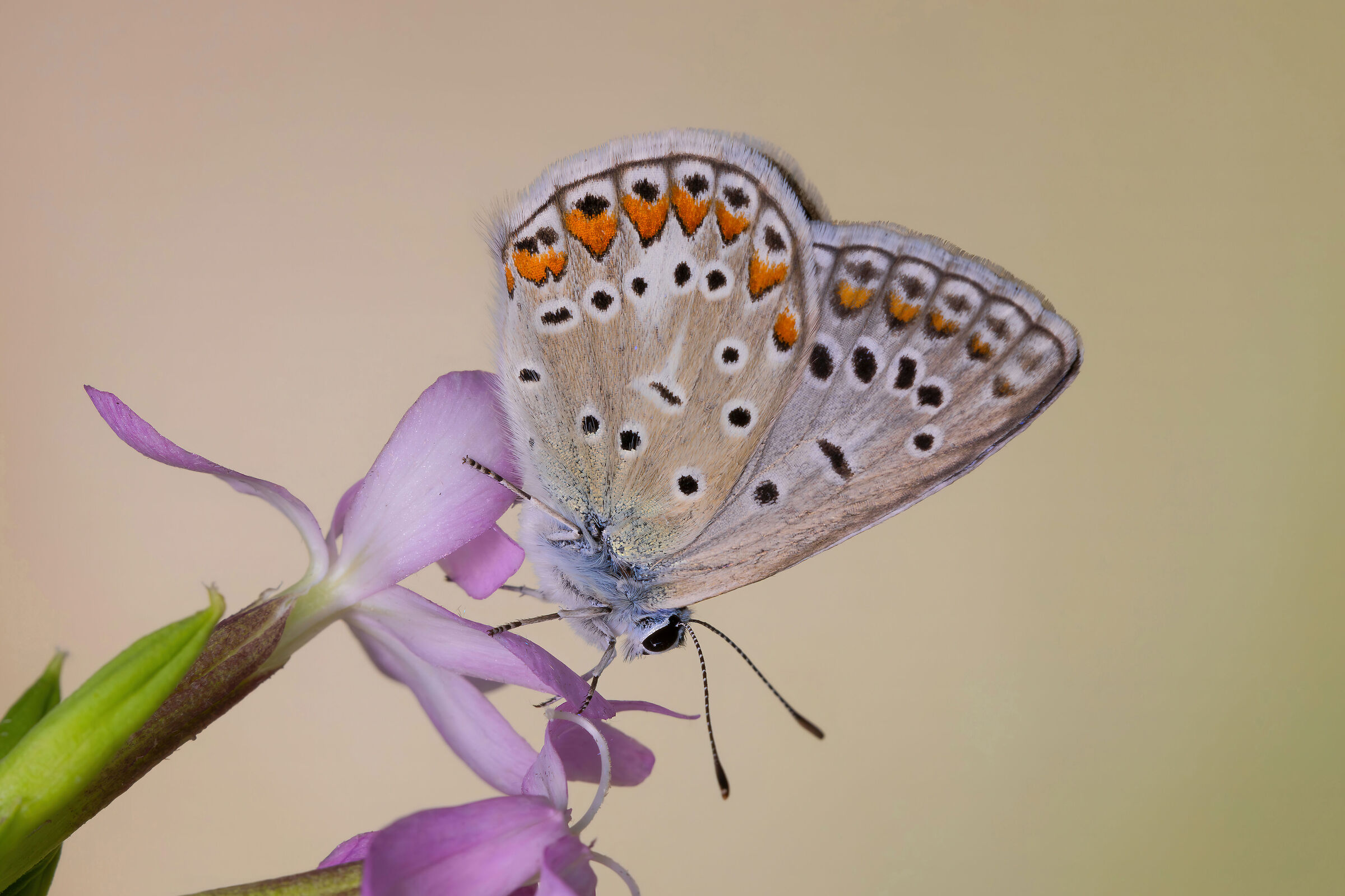 Polyommatus icarus