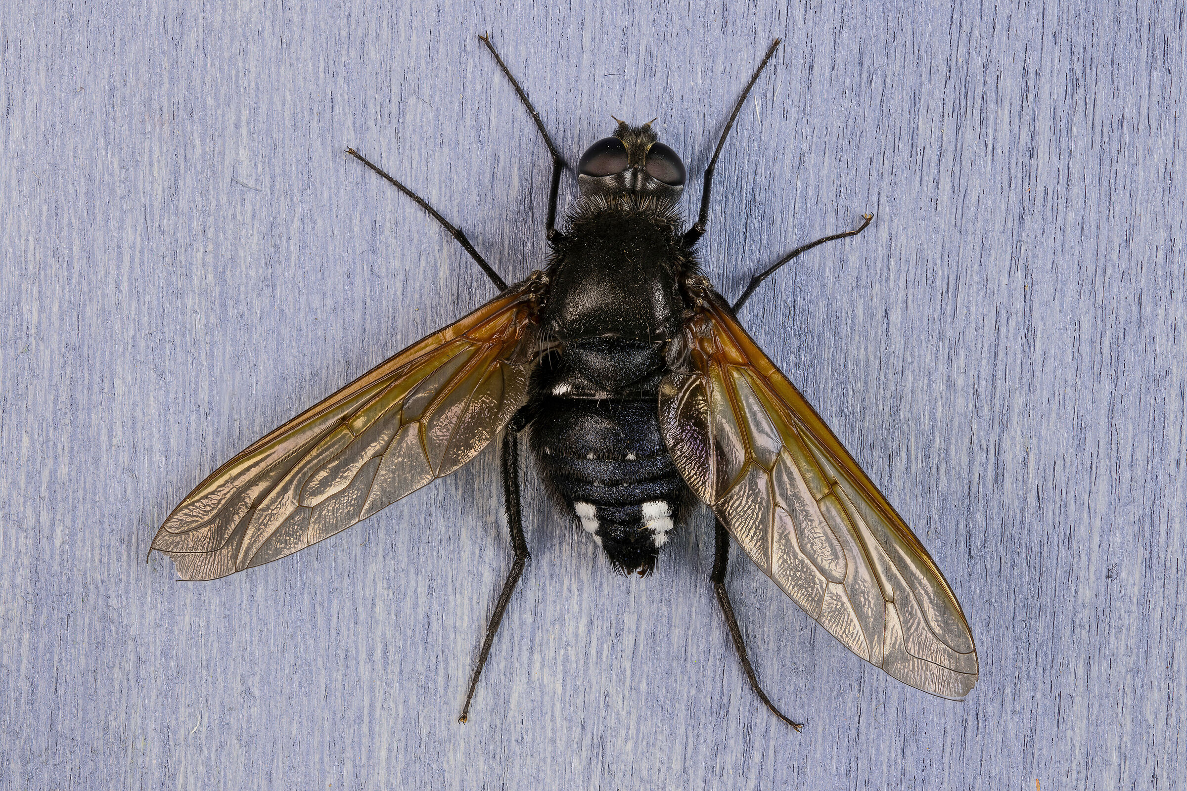 Satyramoeba hetrusca