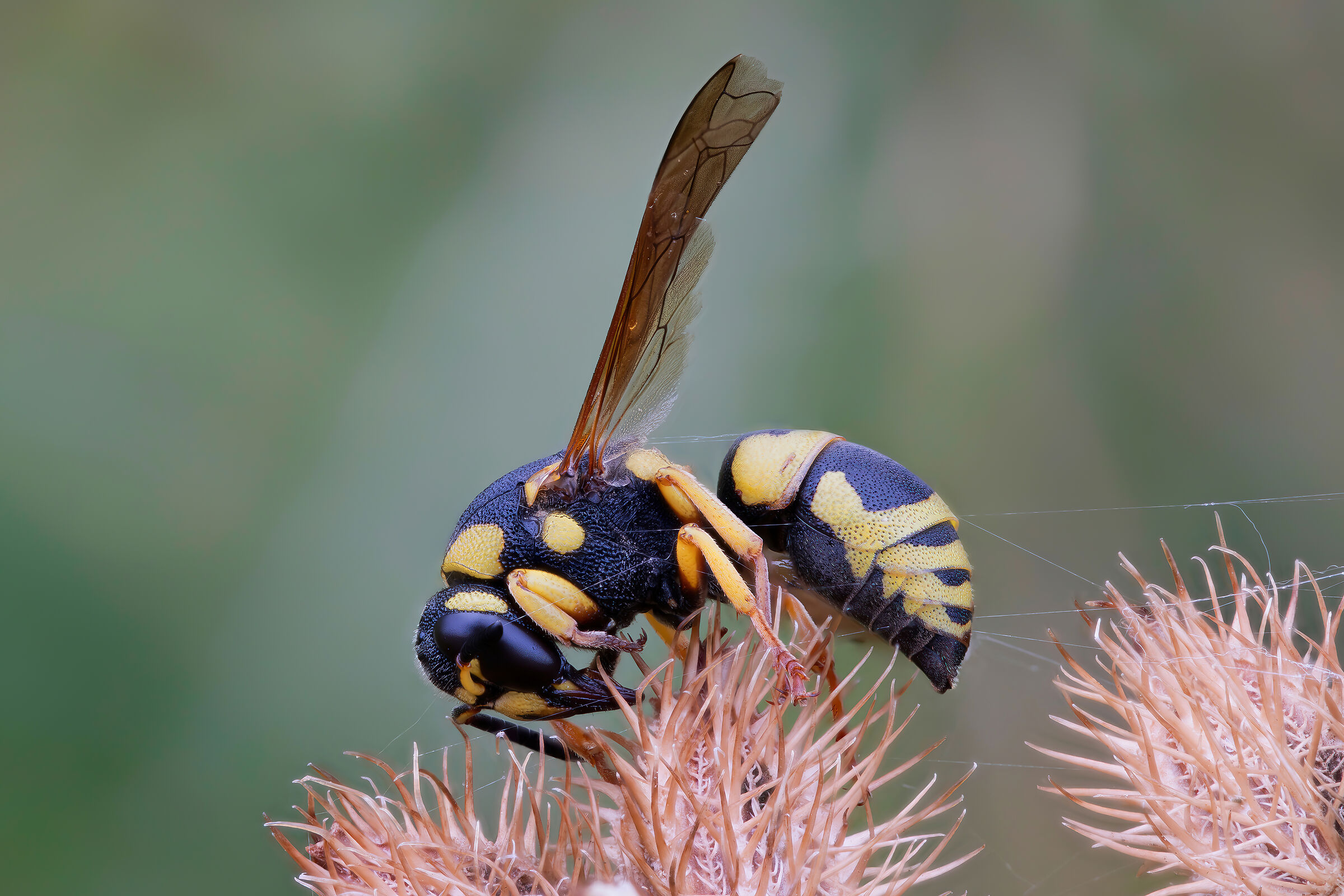 Euodynerus sp. z o.o.