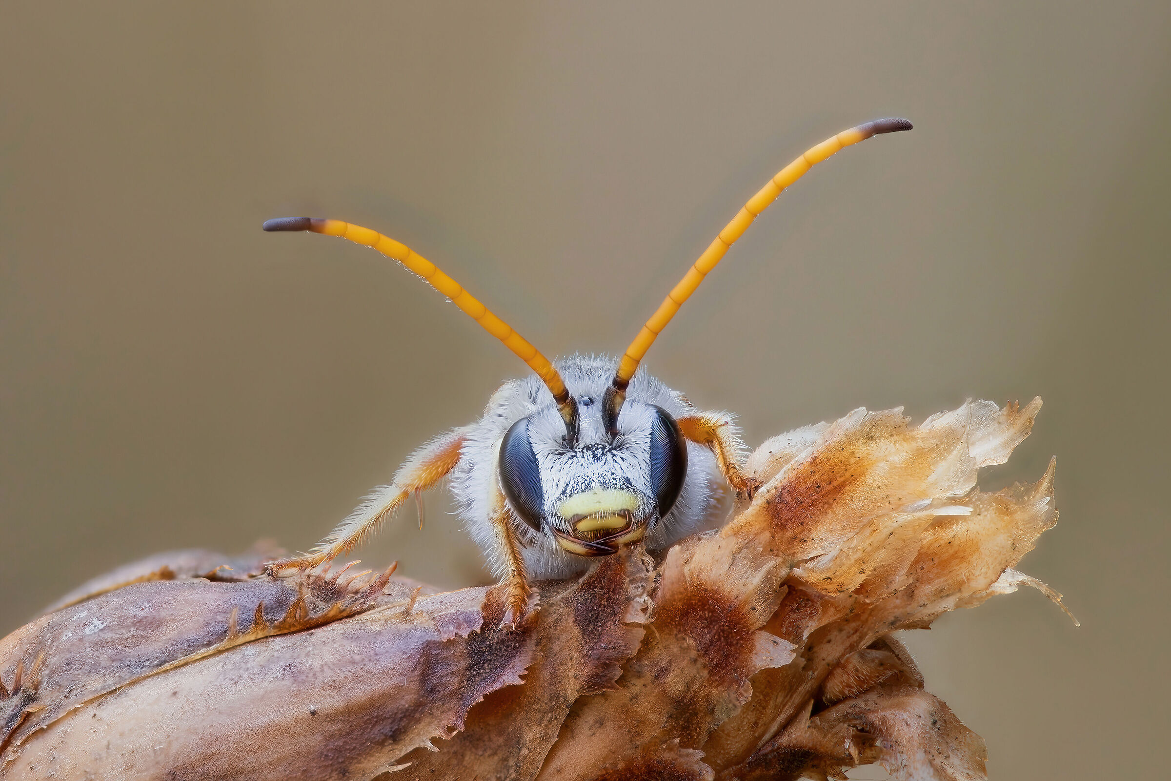 Halictus sp.