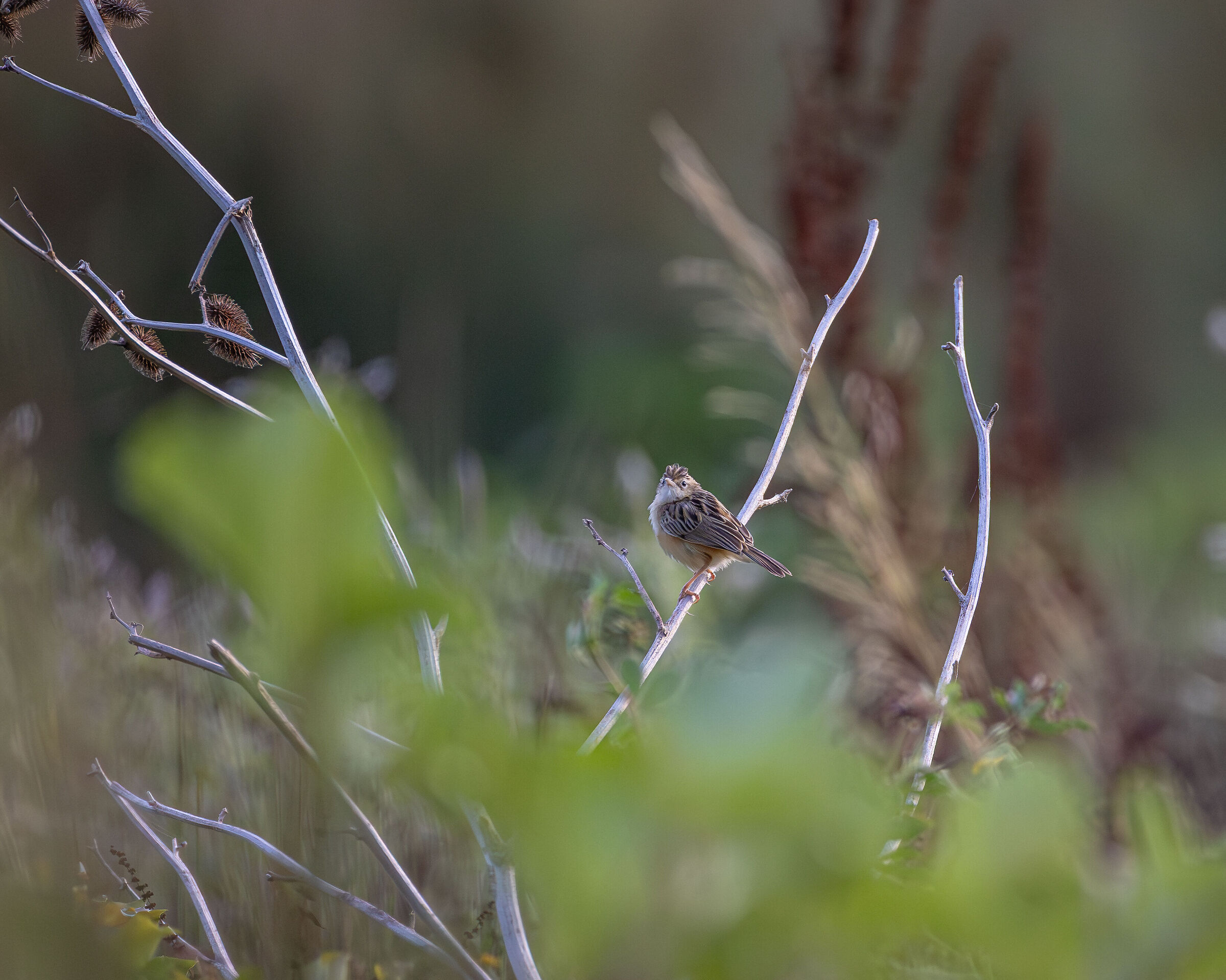 Snipe among the vegetation