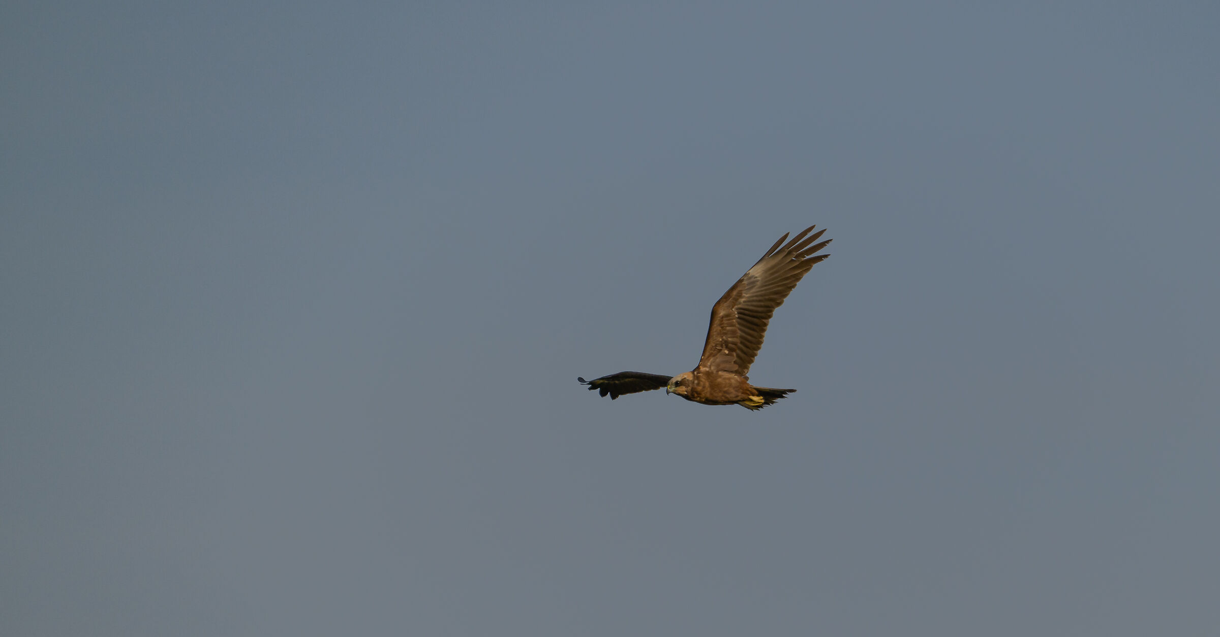 Marsh Harrier