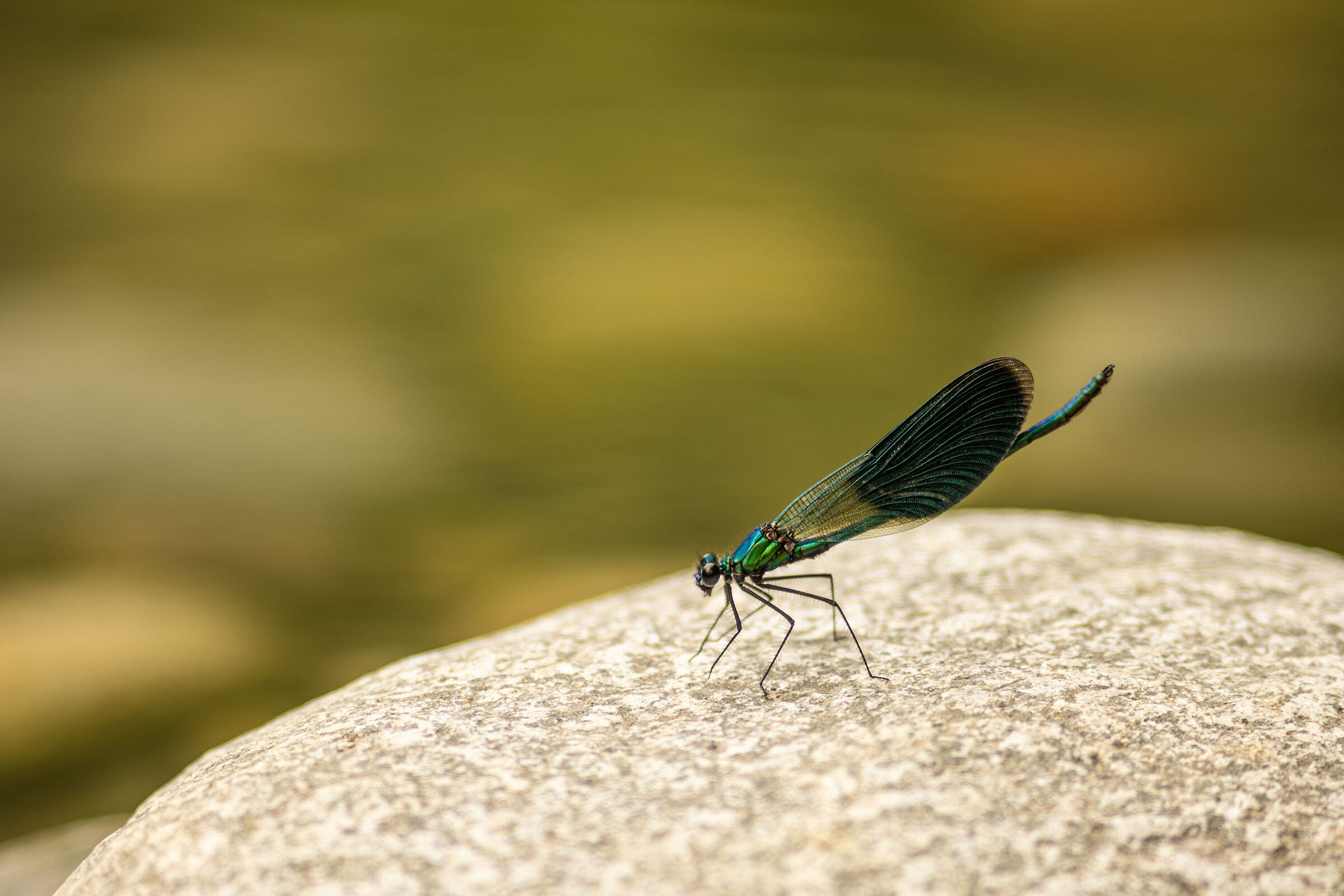 Damselfly 2