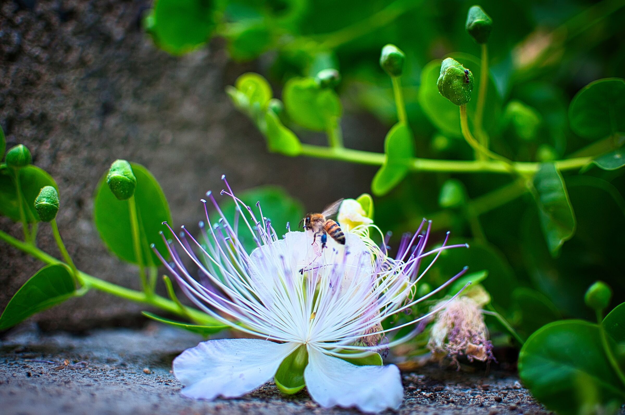 The caper flower.