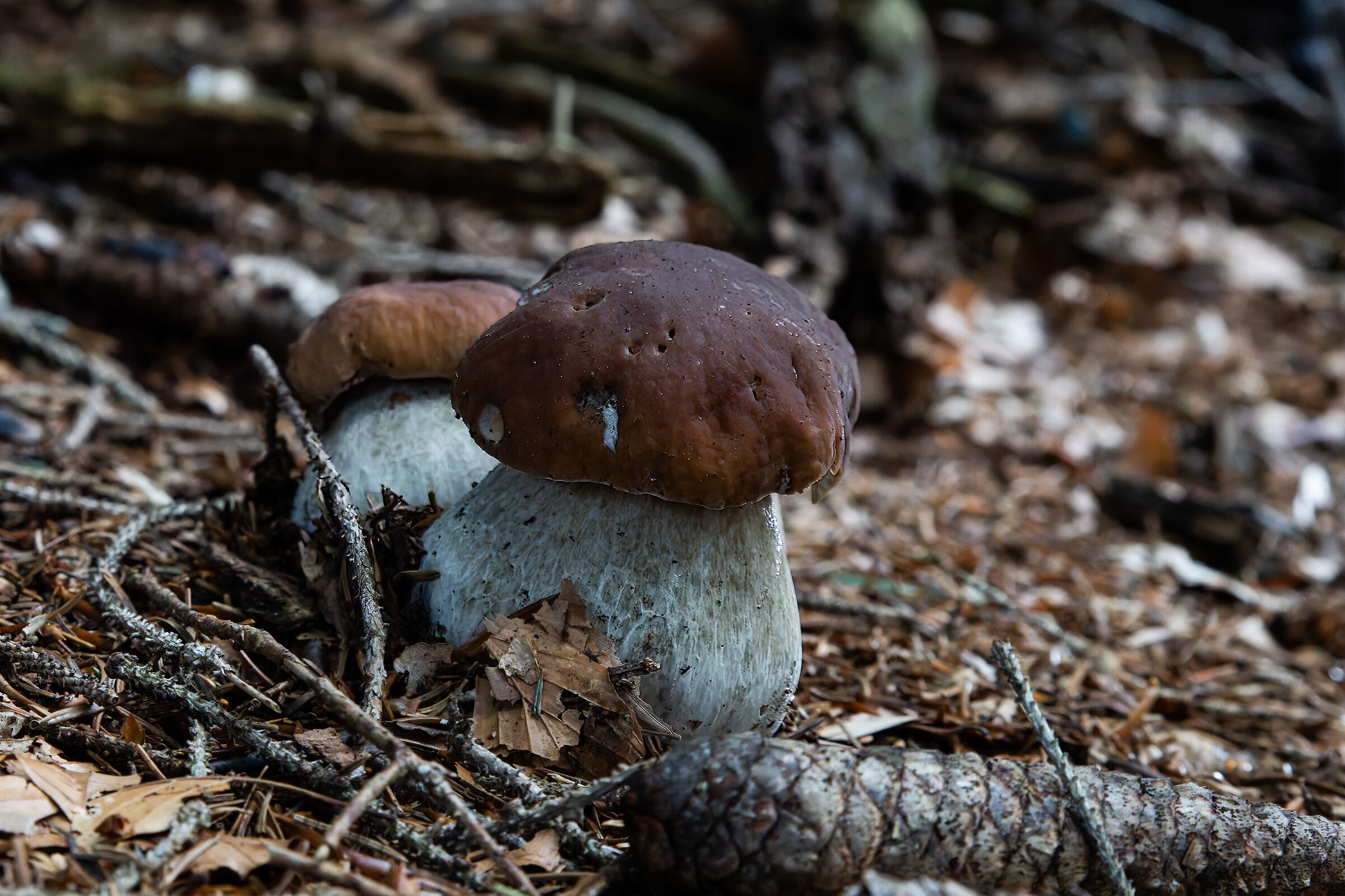 Porcini mushrooms 2025