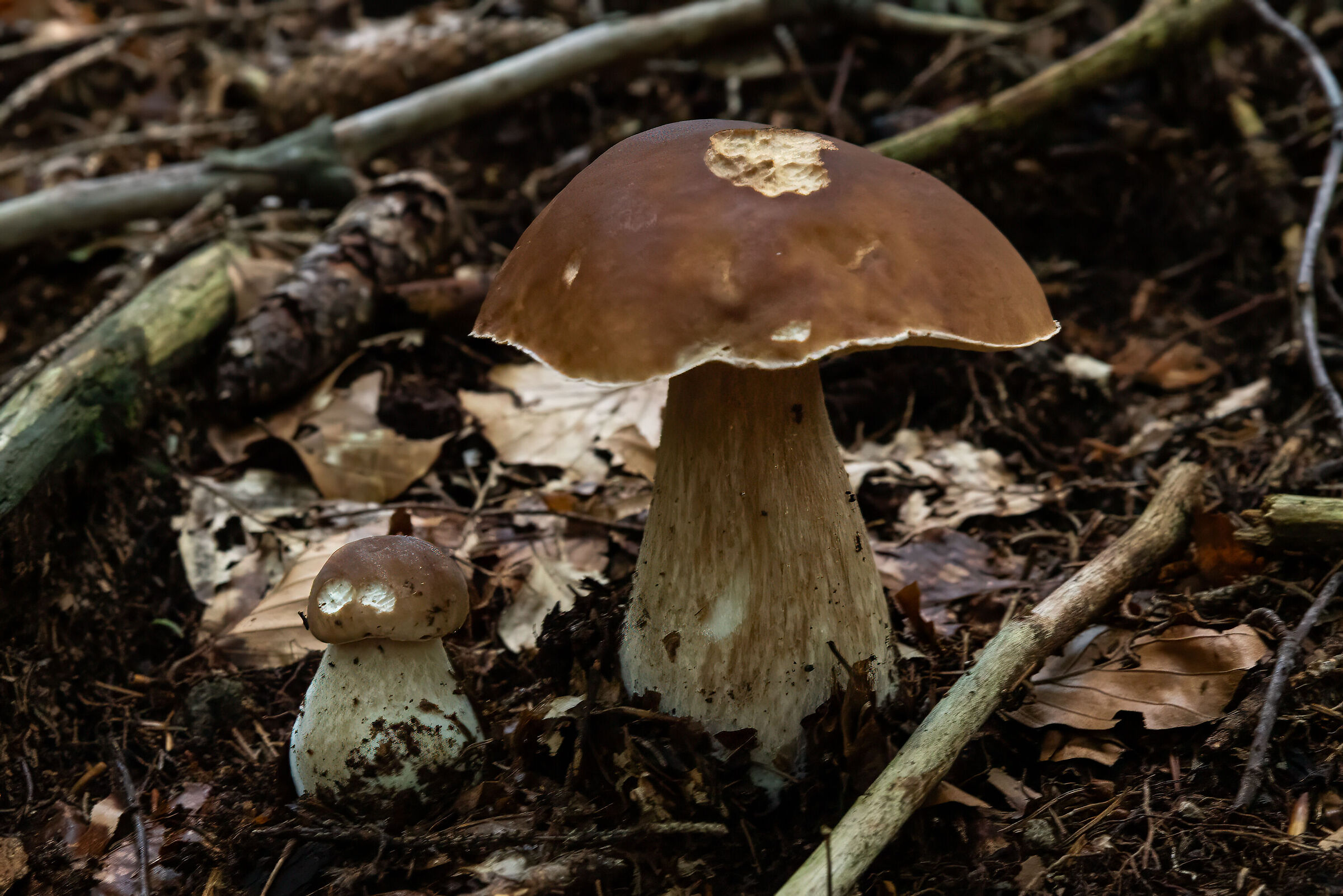 Porcini mushrooms 2025