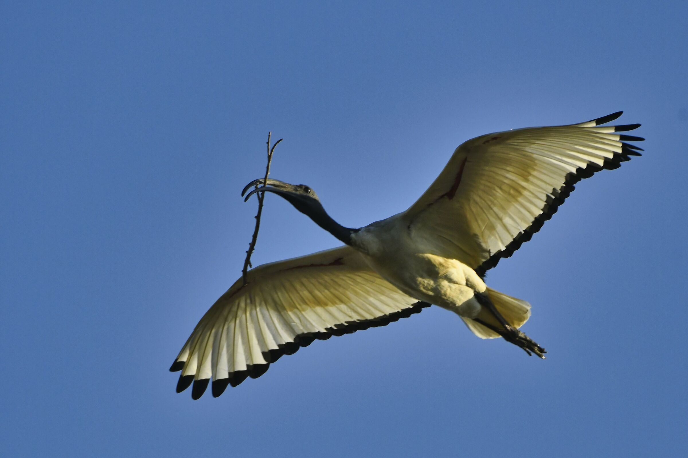 Sacred Ibis