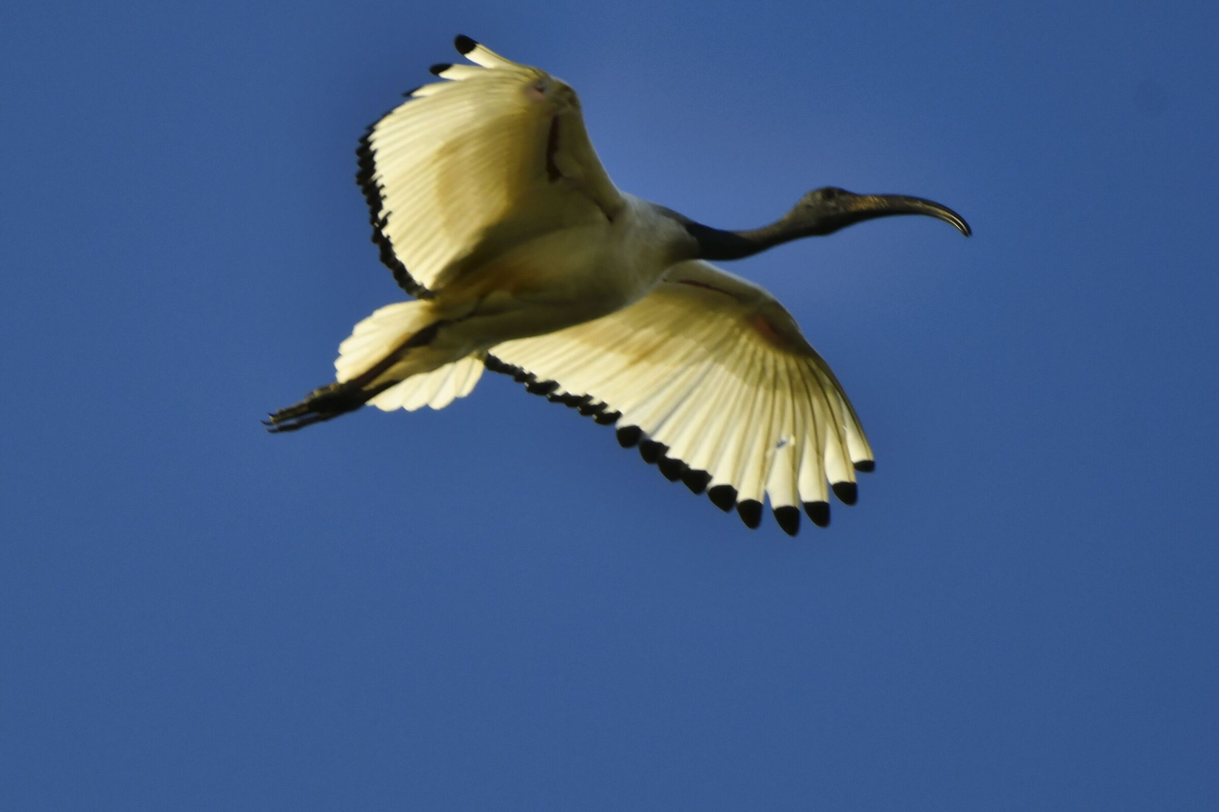 Sacred Ibis
