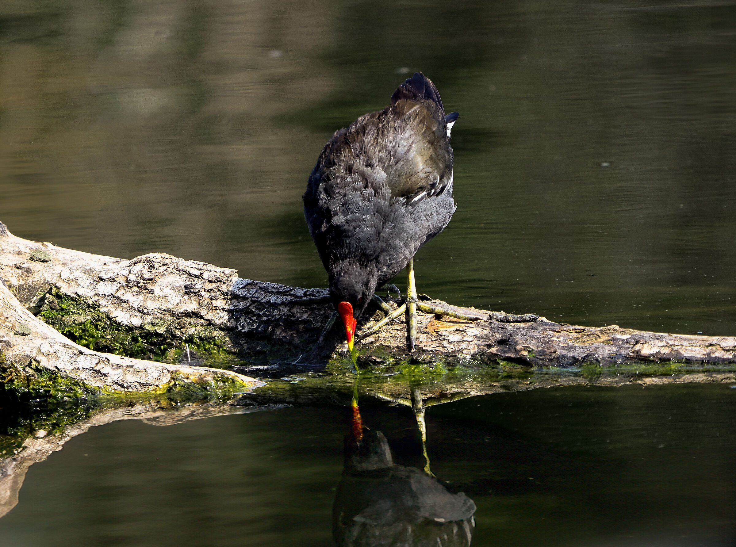 mirror mirror of my desires....