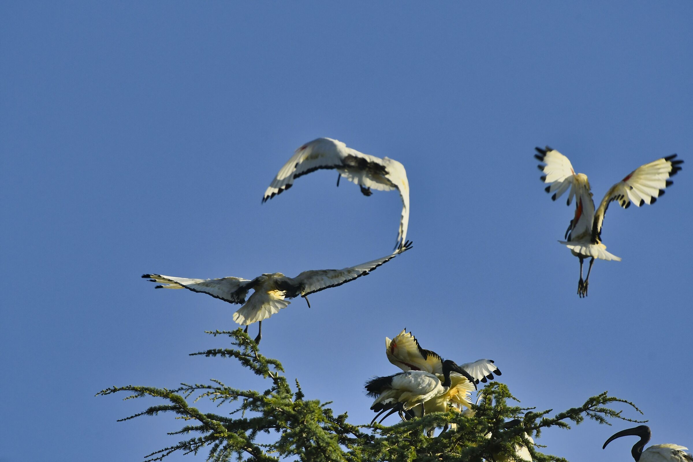 Sacred Ibis