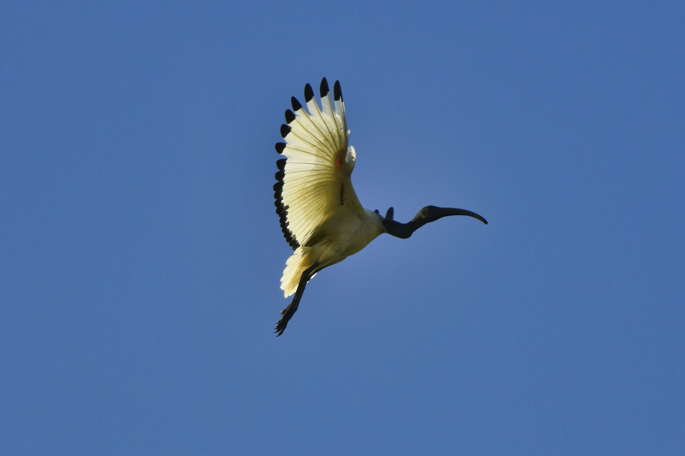 Sacred Ibis