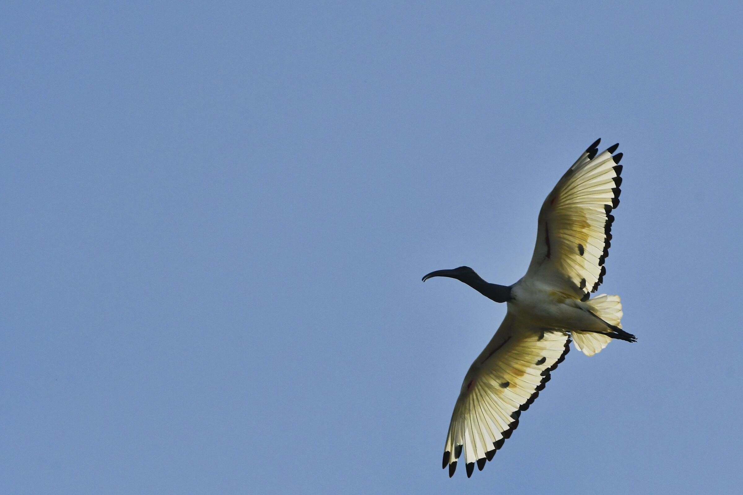 Sacred Ibis