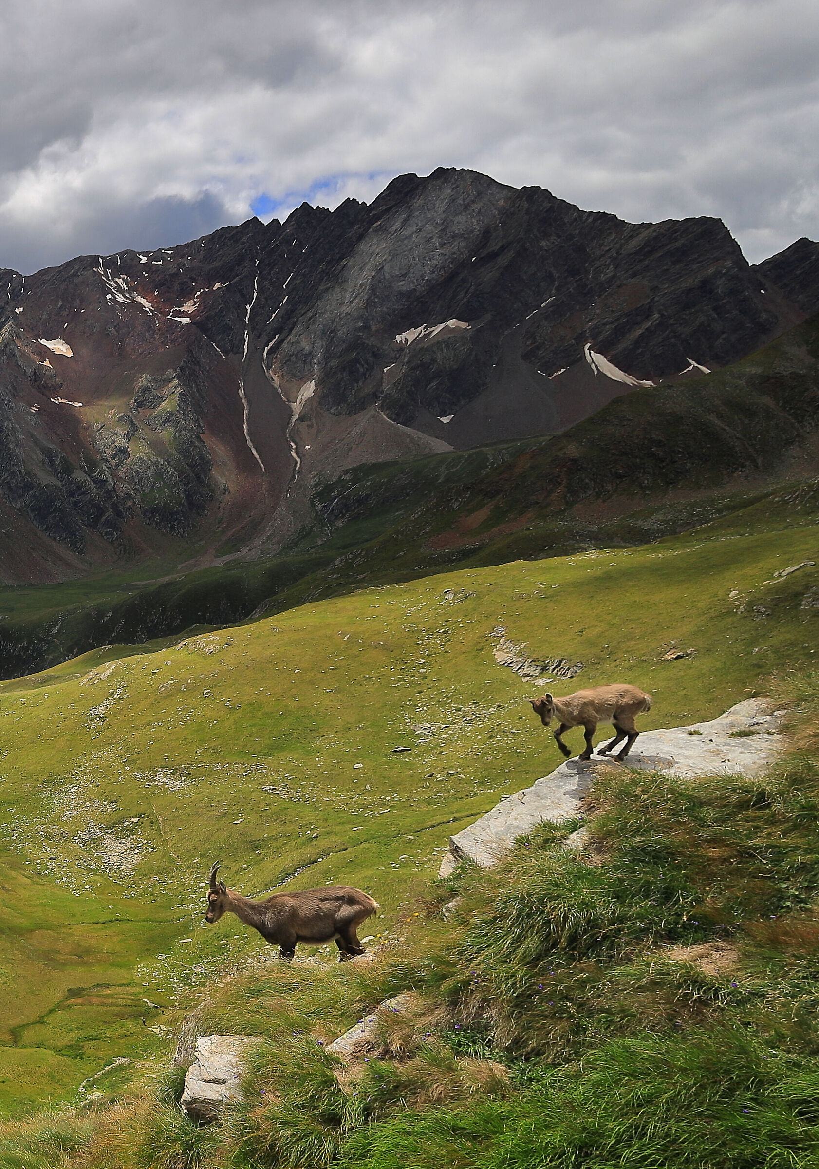 Passo Gavia con stambecchi