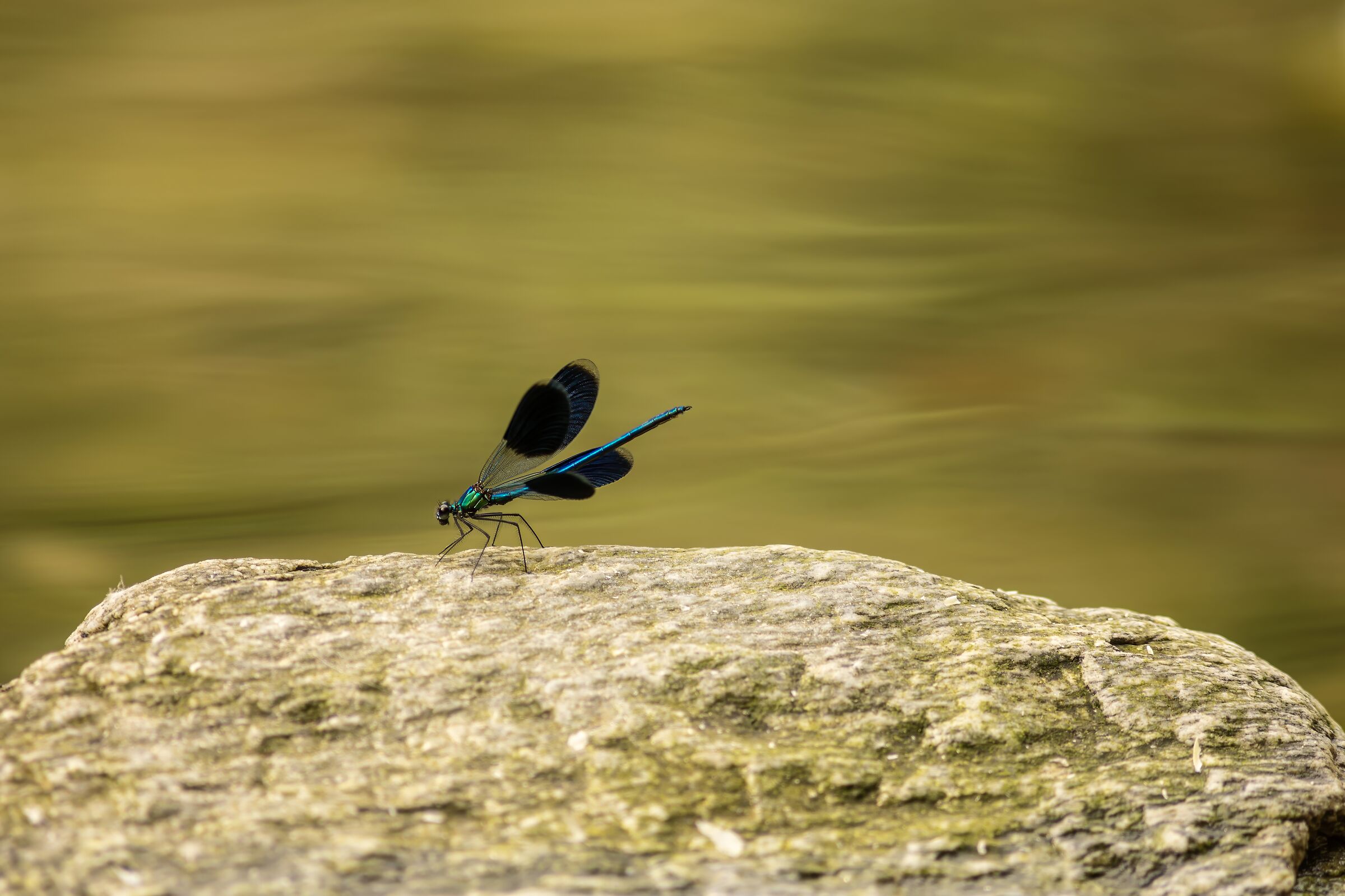 Damselfly 3