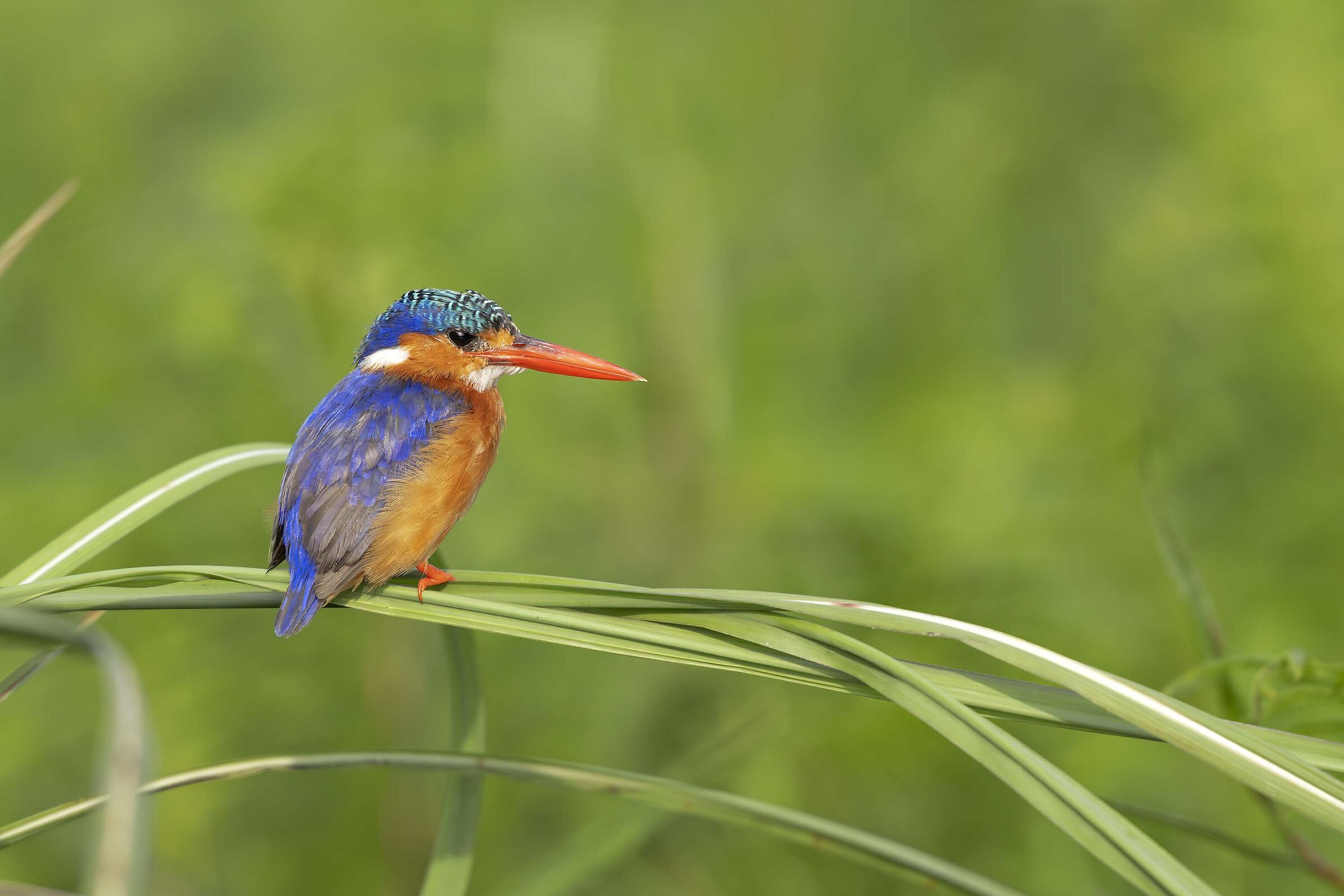 Martinpescatore malachite
