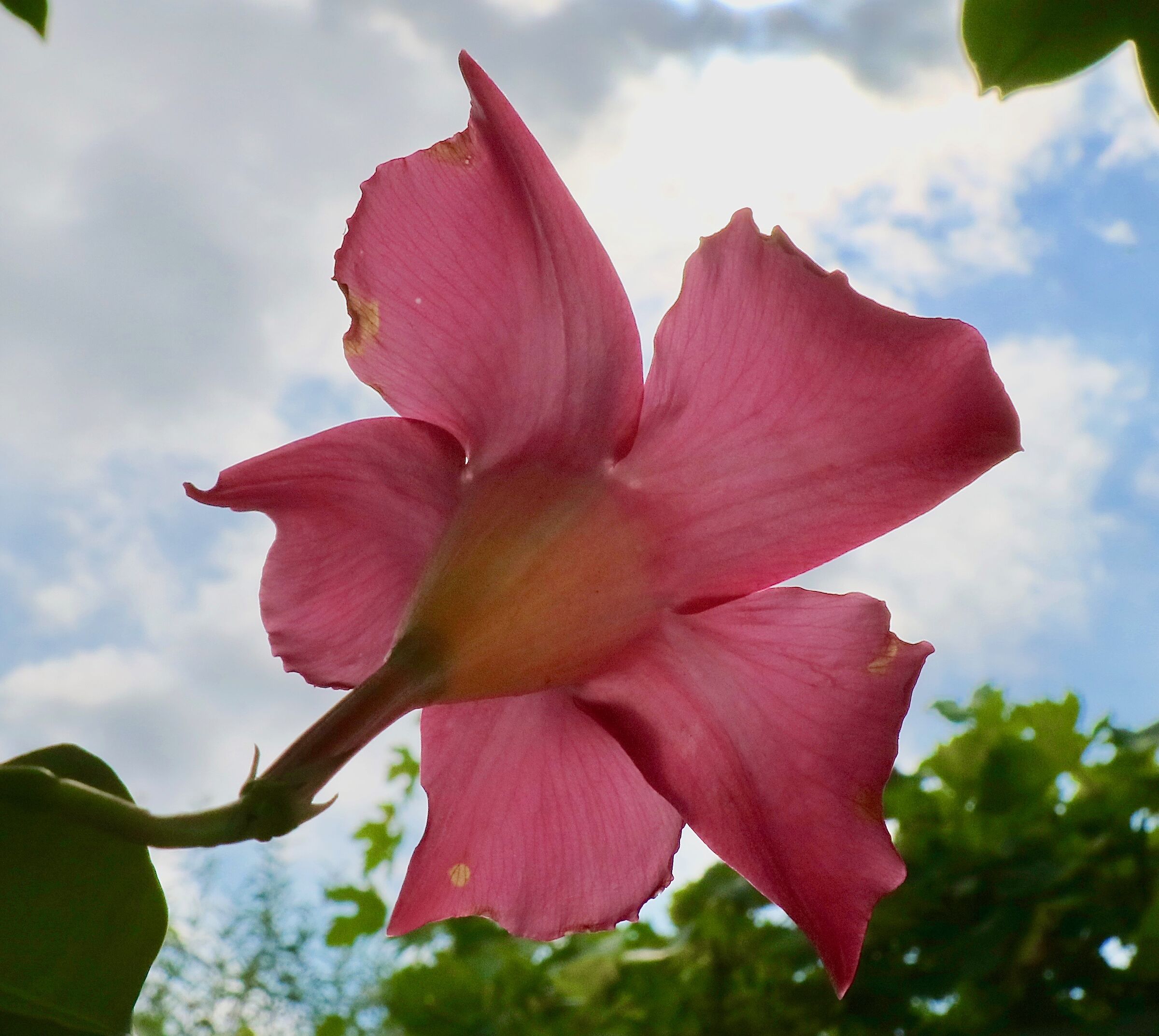 Fiore al vento.