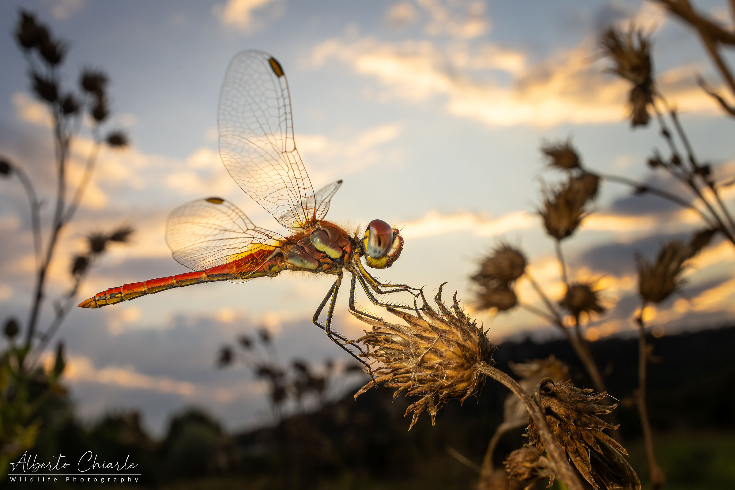 Sympetrum fonscolombii