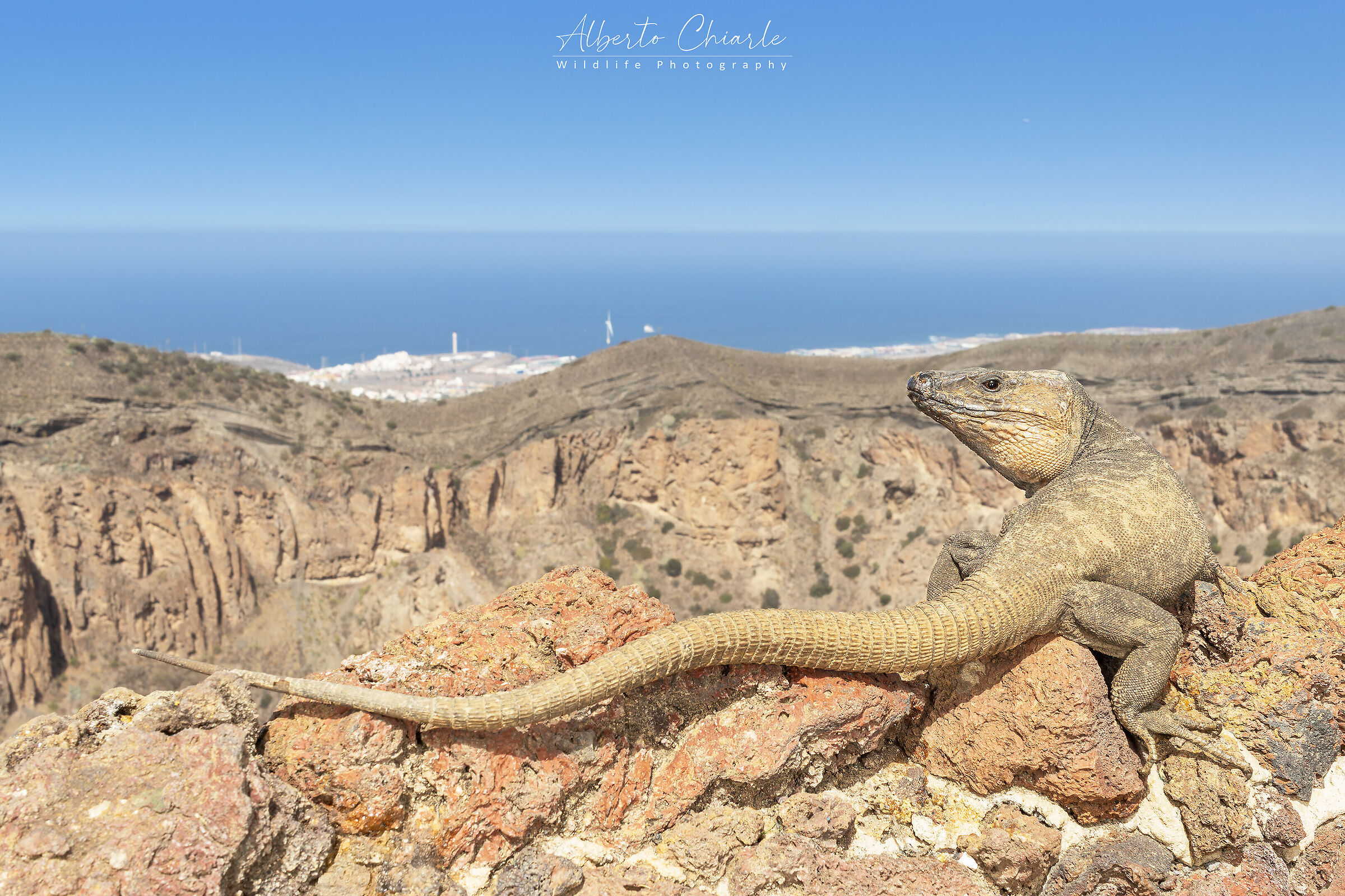 Giant Canarian lizard (Gallotia stehlini)