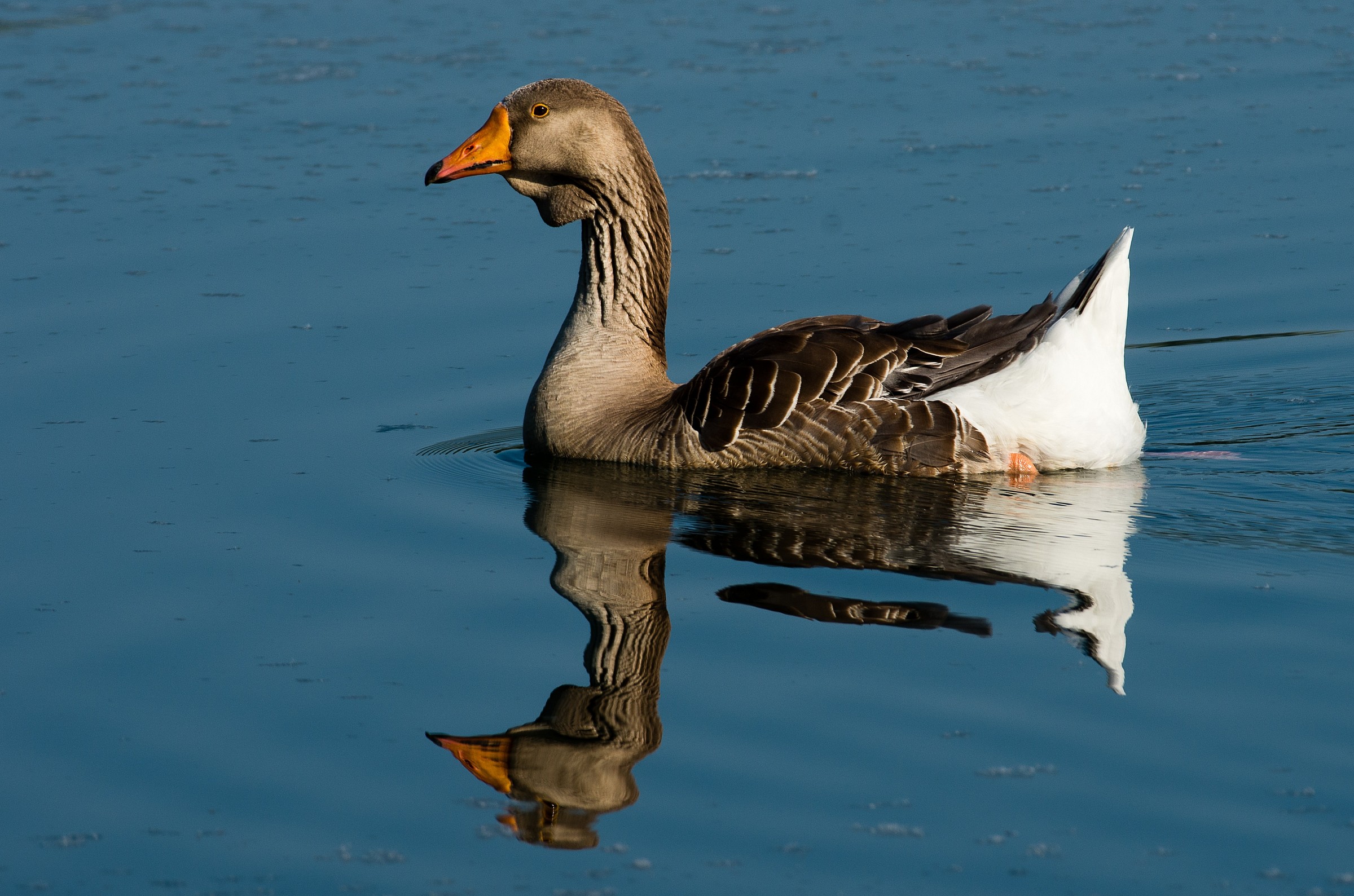 Goose Cenerina