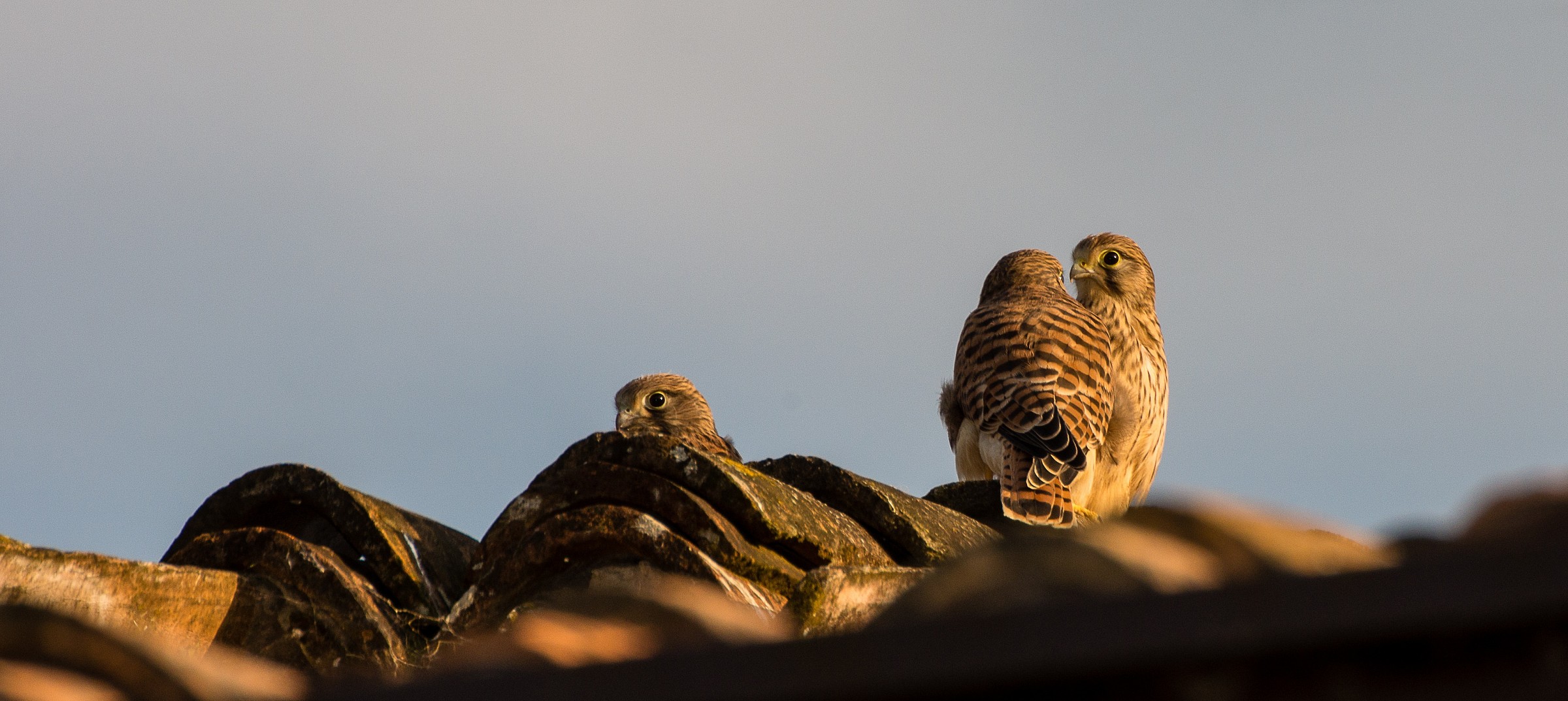 Tenants on the top floor