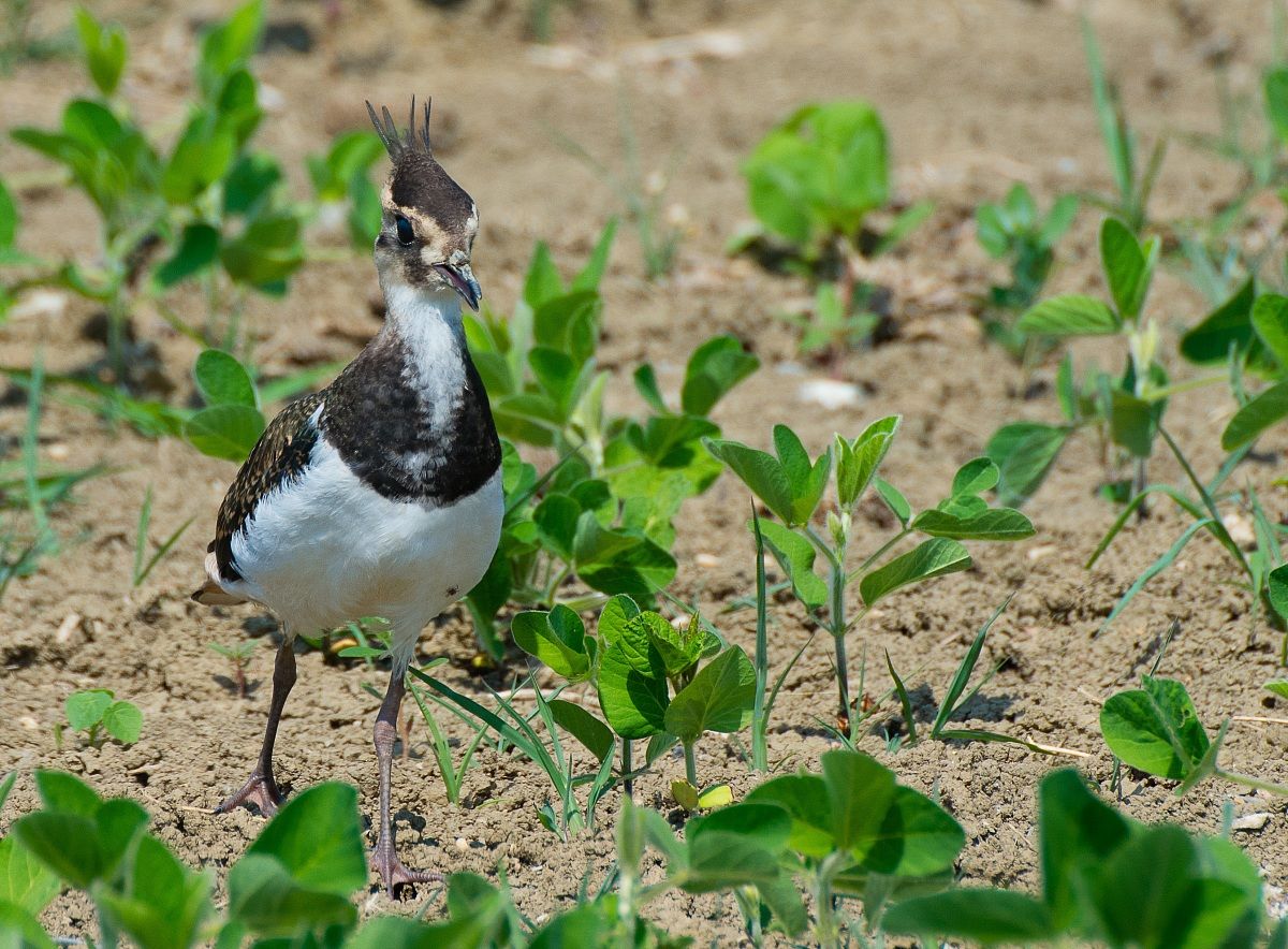 Lapwing