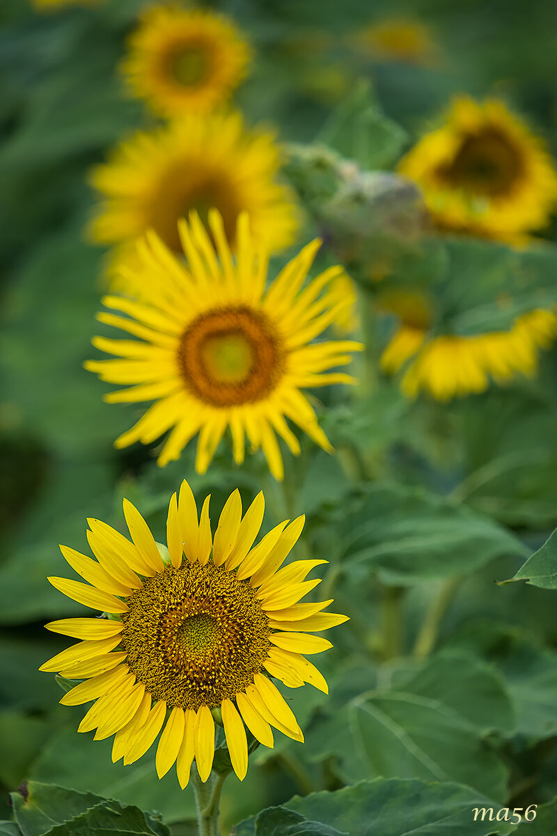 Girasoli