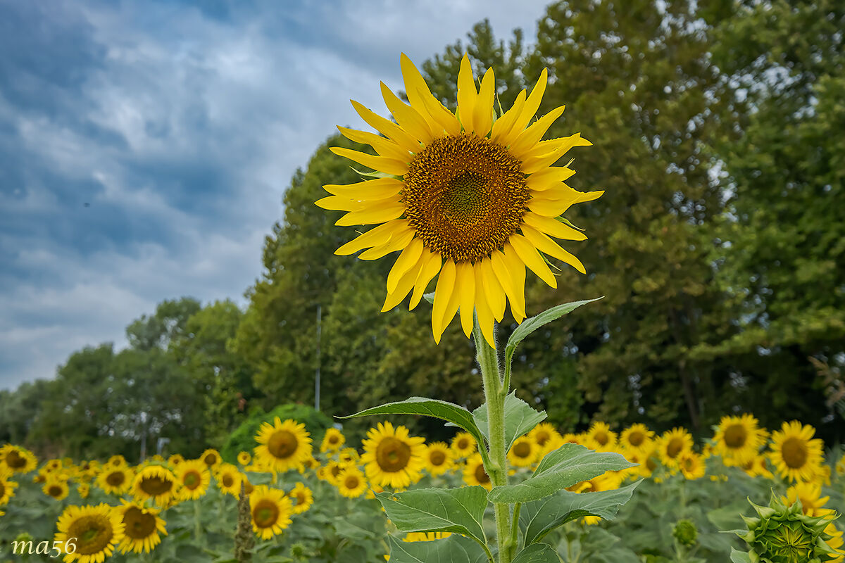 Il solito esibizionista...