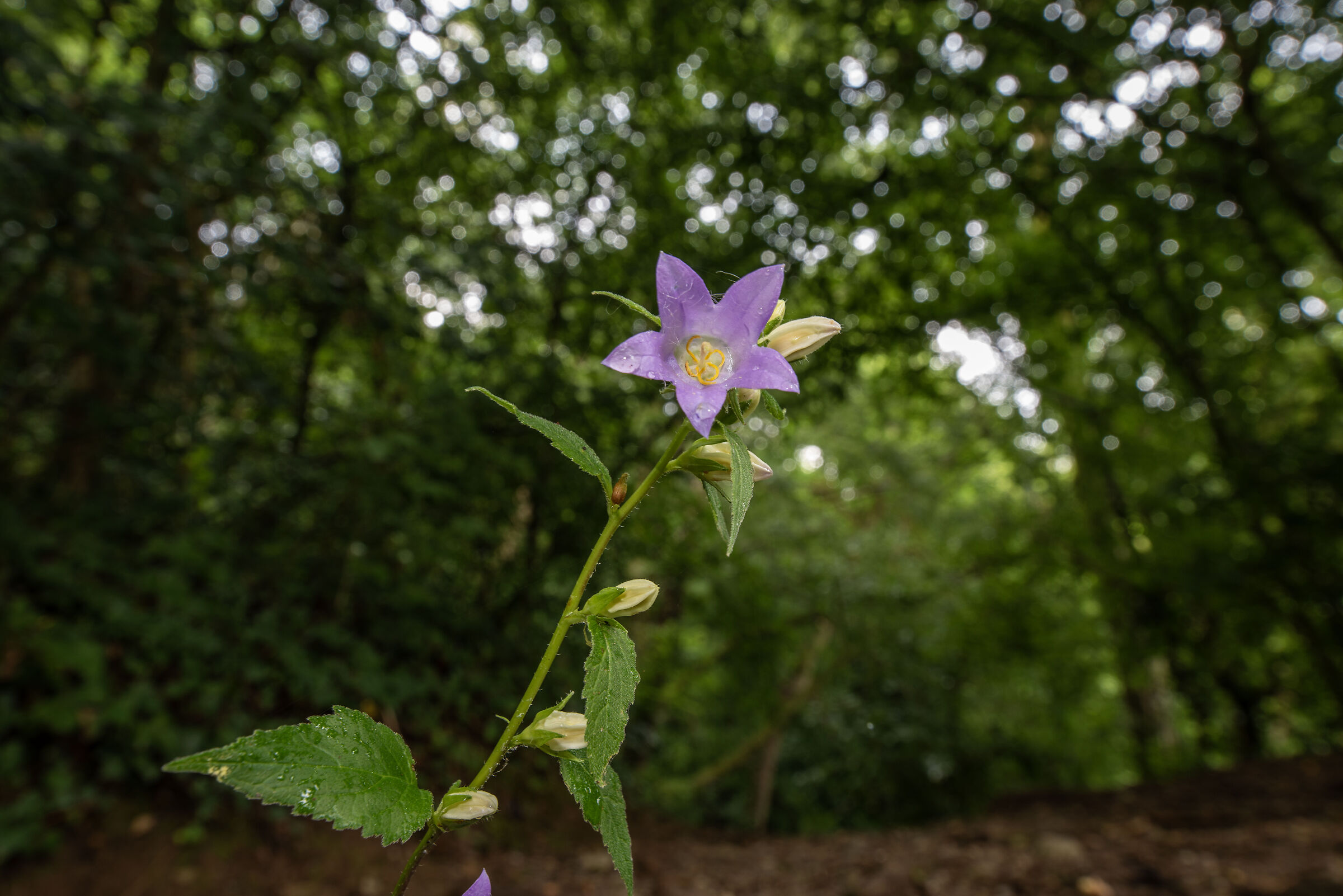 Campanula pyramidalis