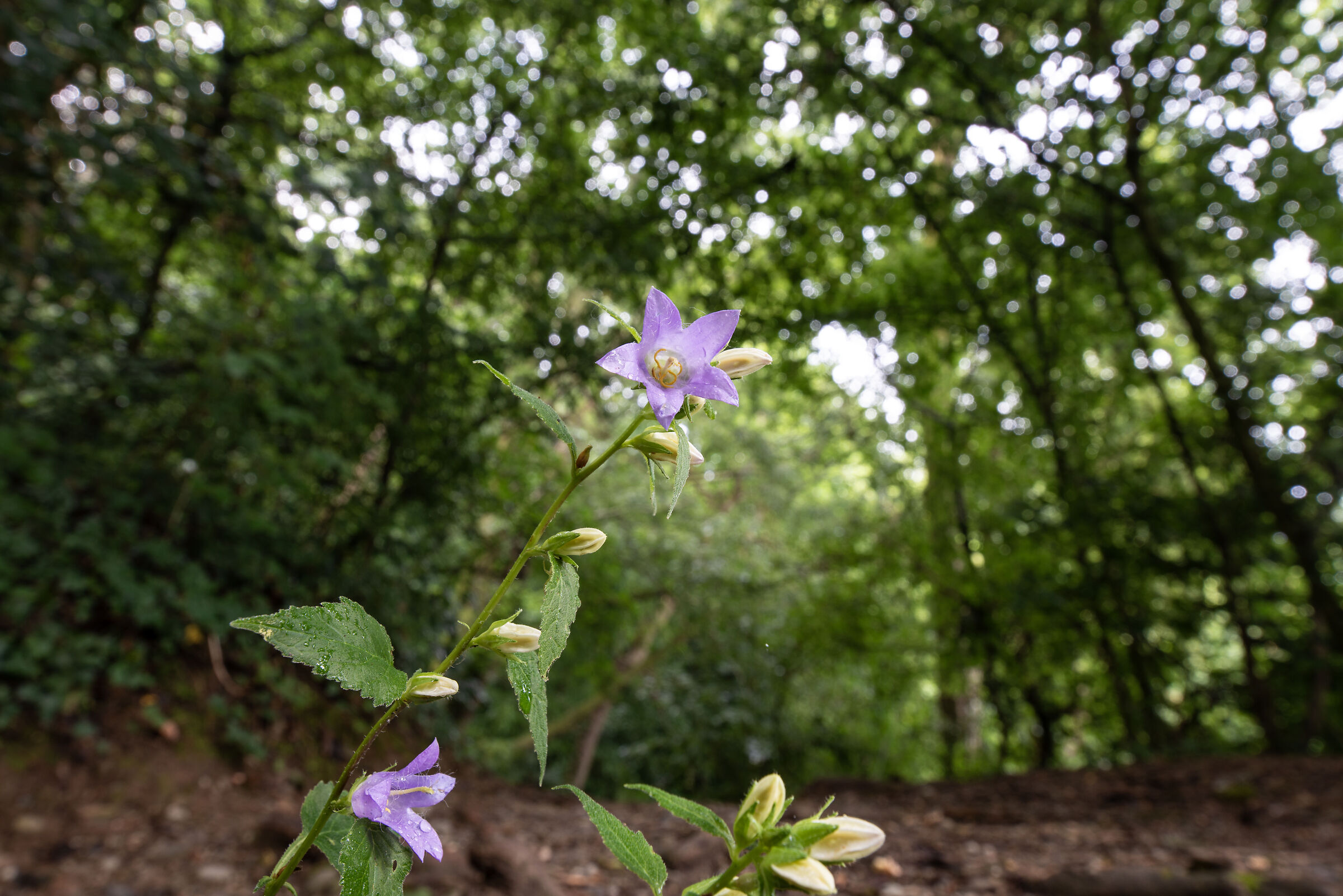 Campanula pyramidalis 2