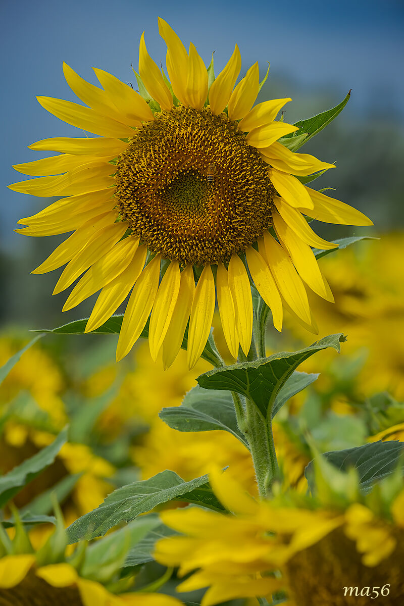 Girasoli