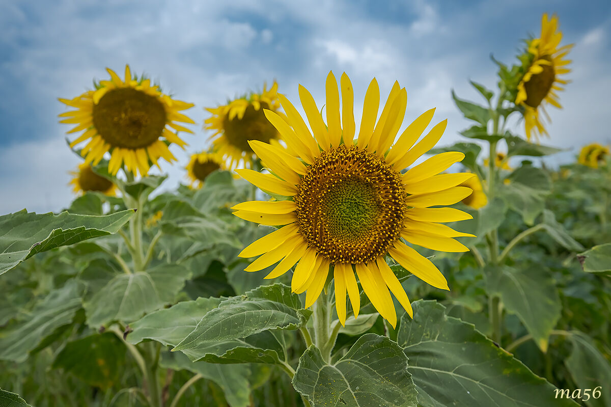Girasoli