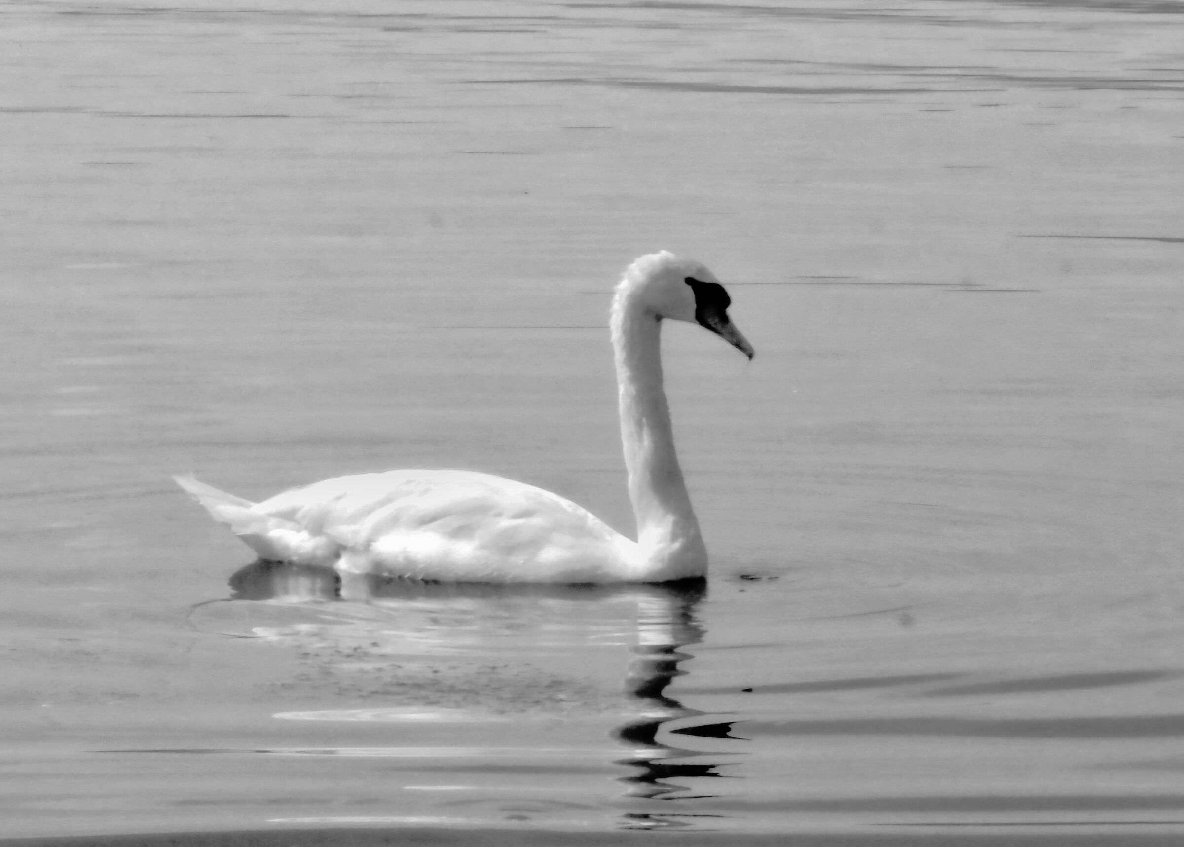 The Swan Lake